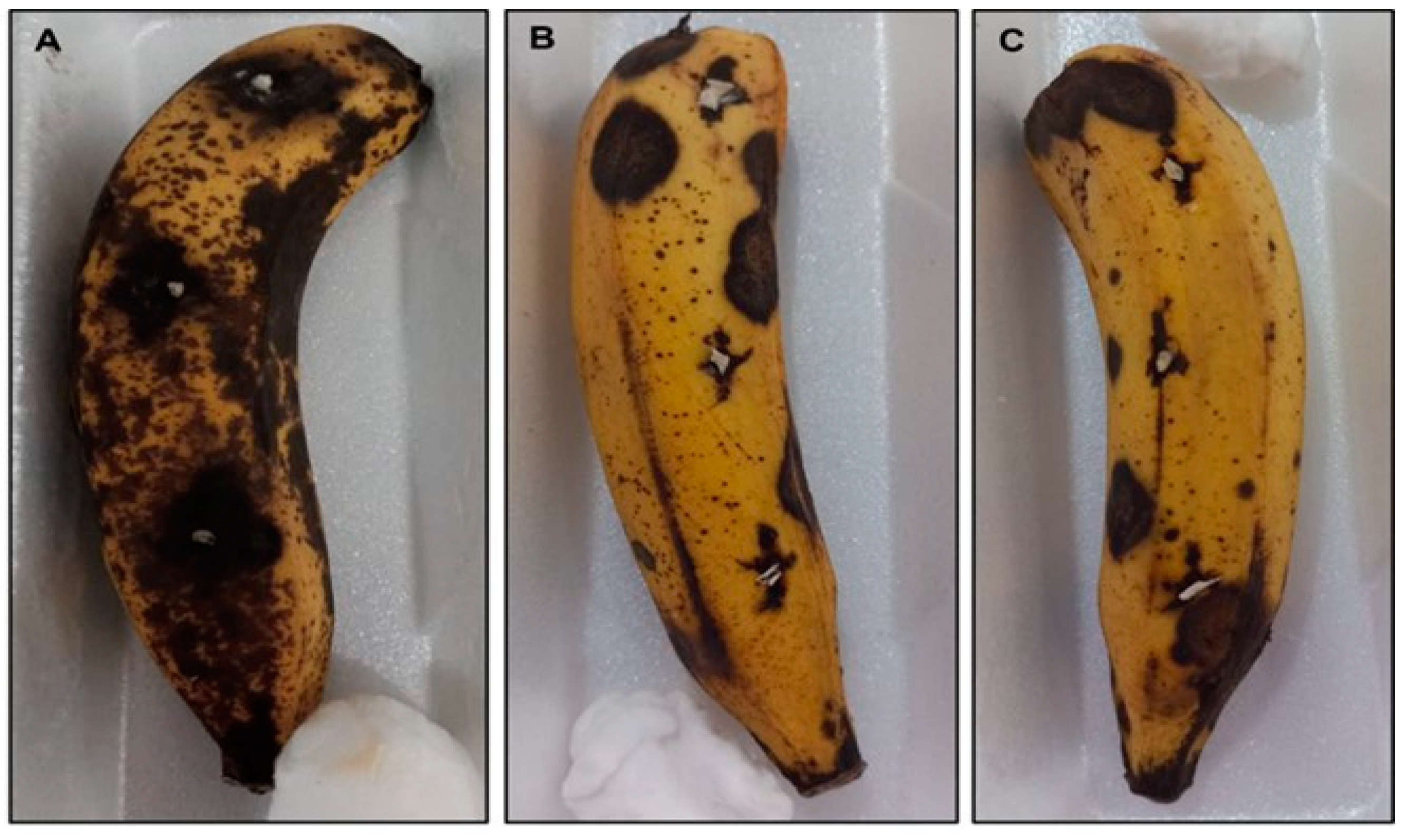 Agronomy 12 02215 g008