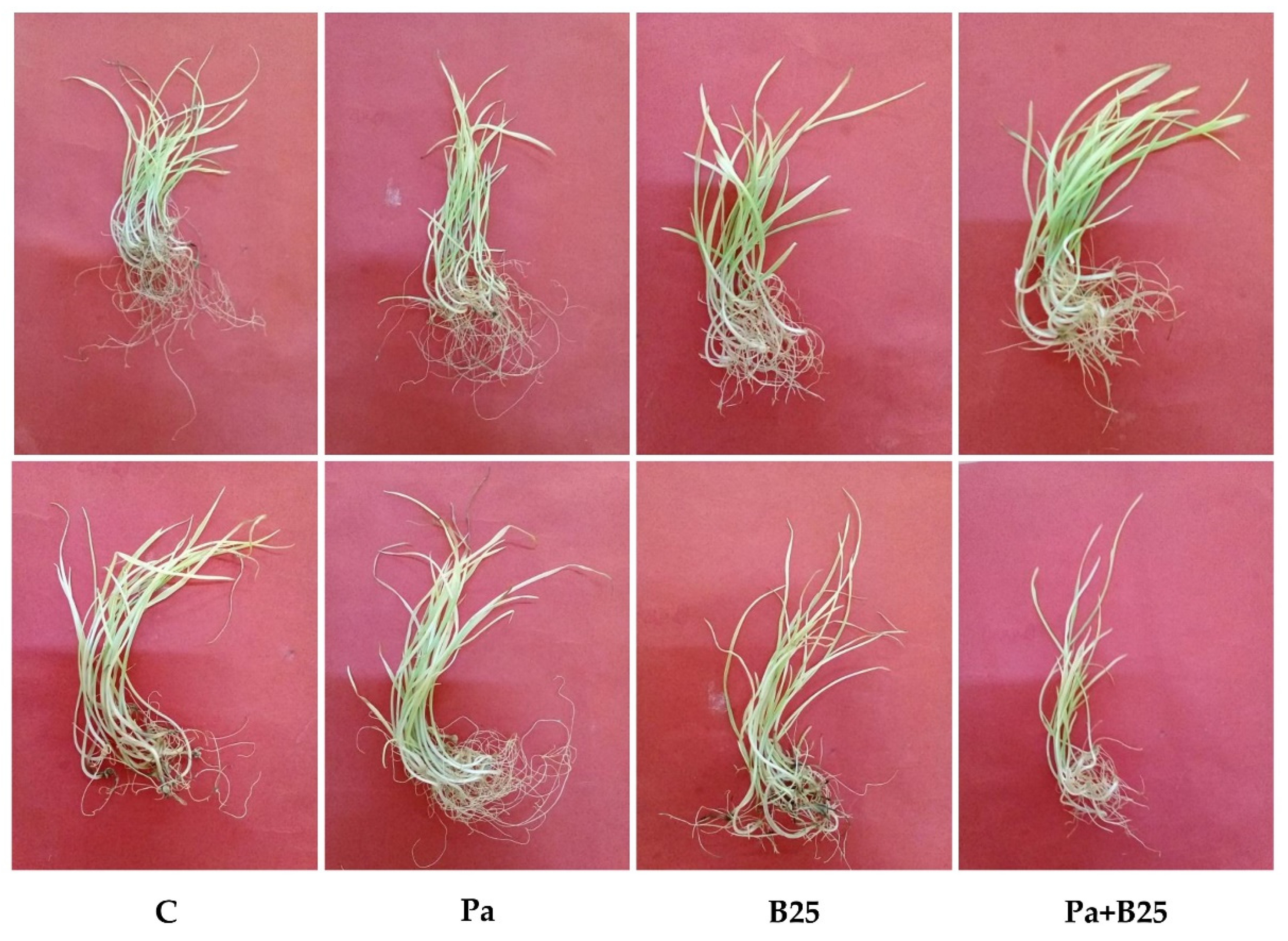 Agronomy 12 02221 g002