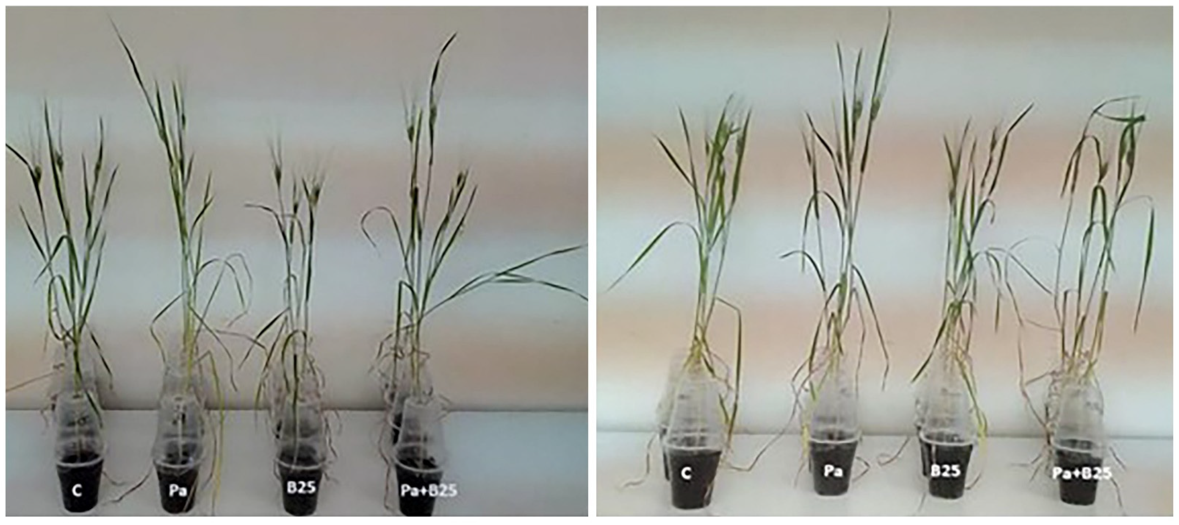 Agronomy 12 02221 g004