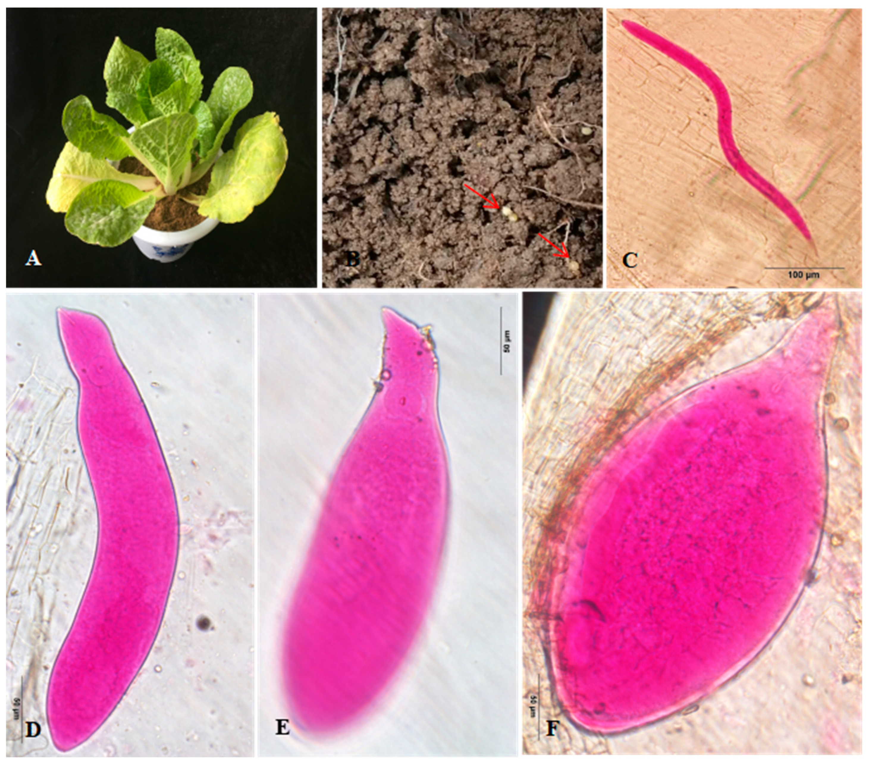 Agronomy 12 02227 g004 Agronomy 12 02227 g004