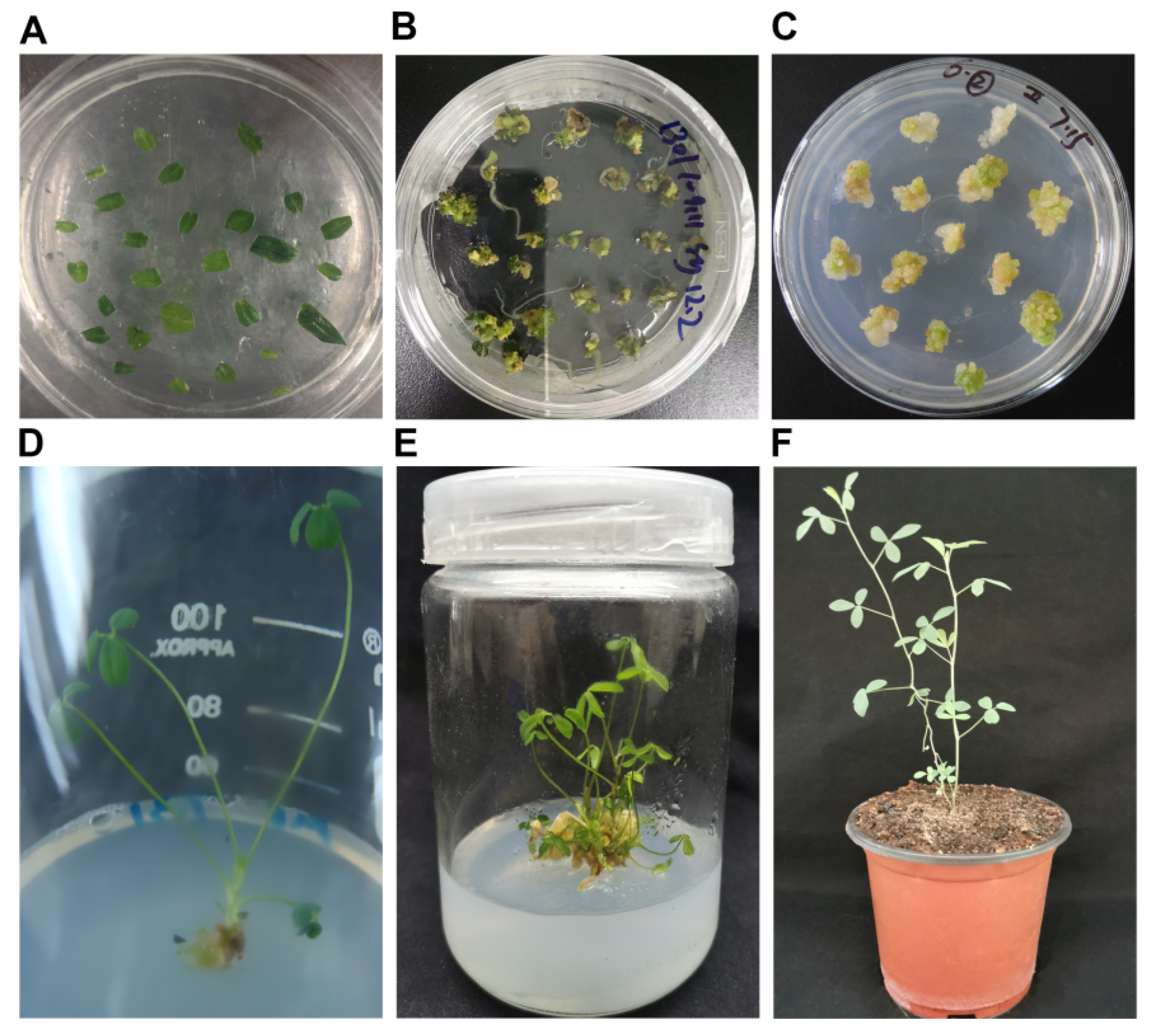 Agronomy 12 02238 g001