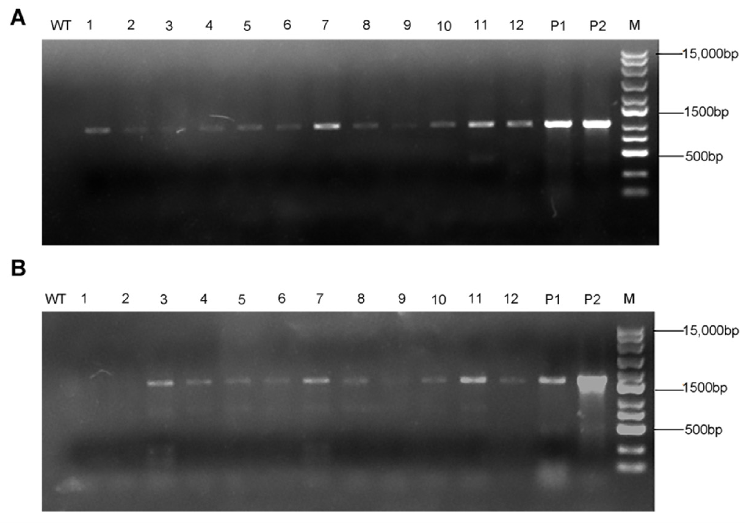 Agronomy 12 02238 g002