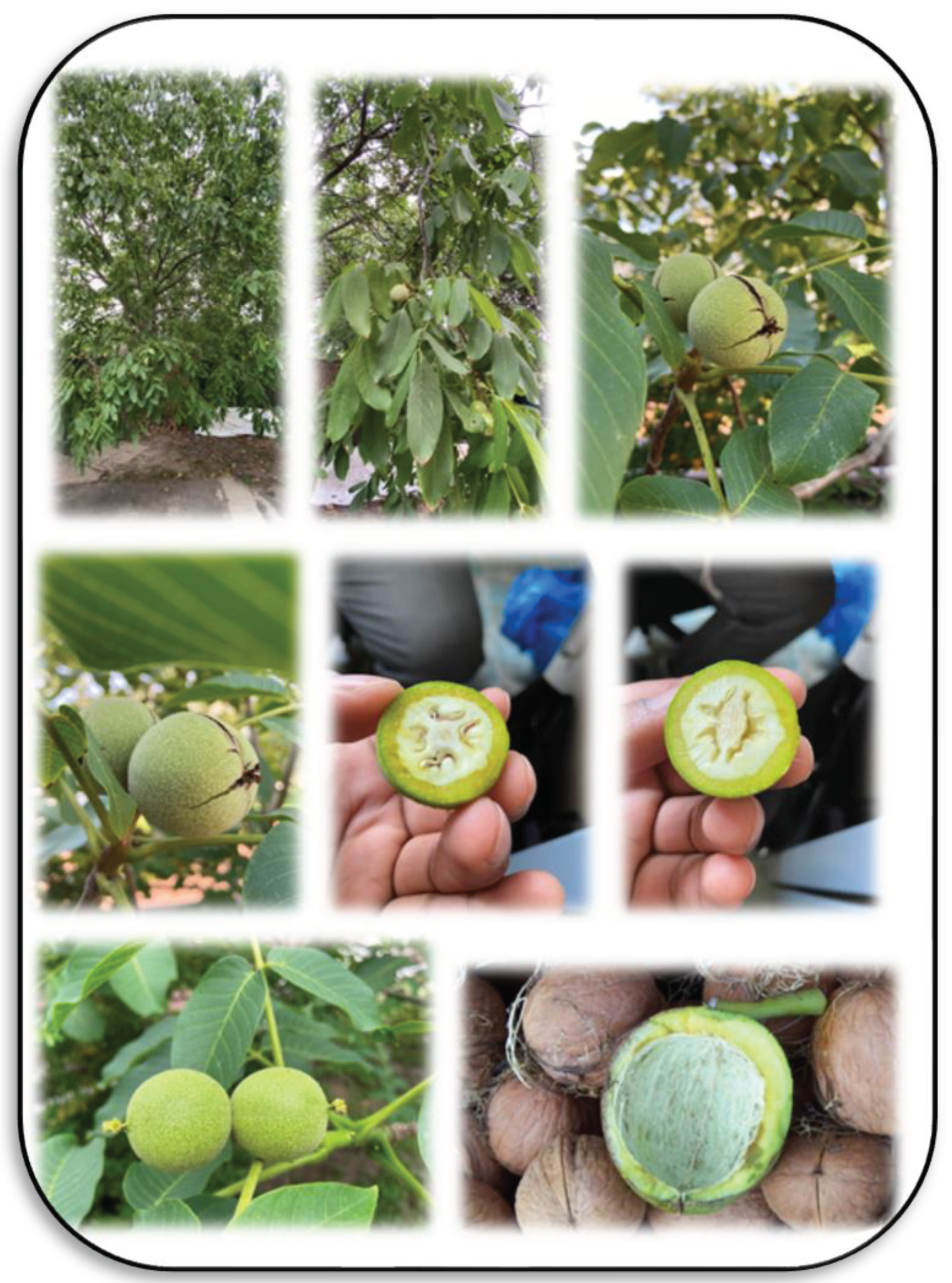 Agronomy 12 02258 g001 Agronomy 12 02258 g001
