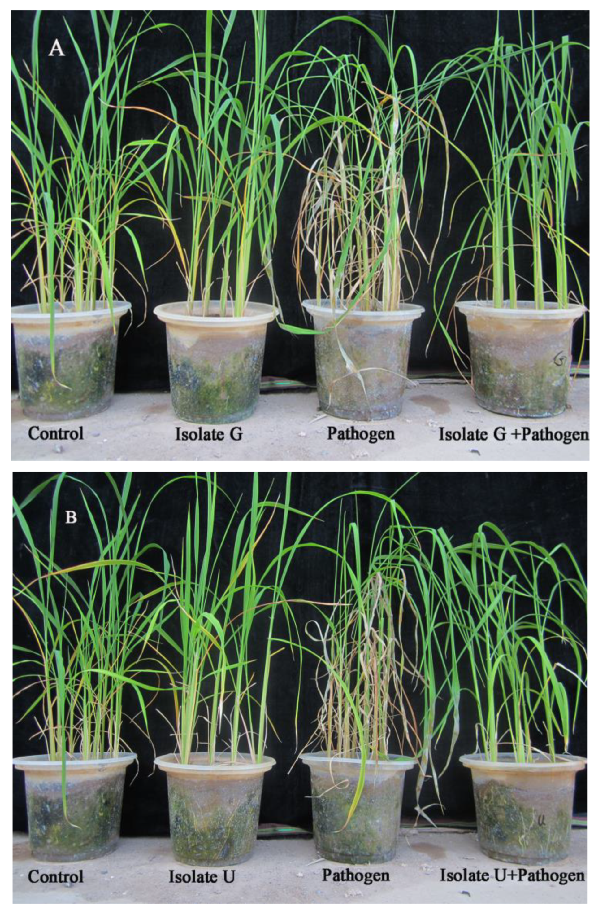 Agronomy 12 02292 g012a