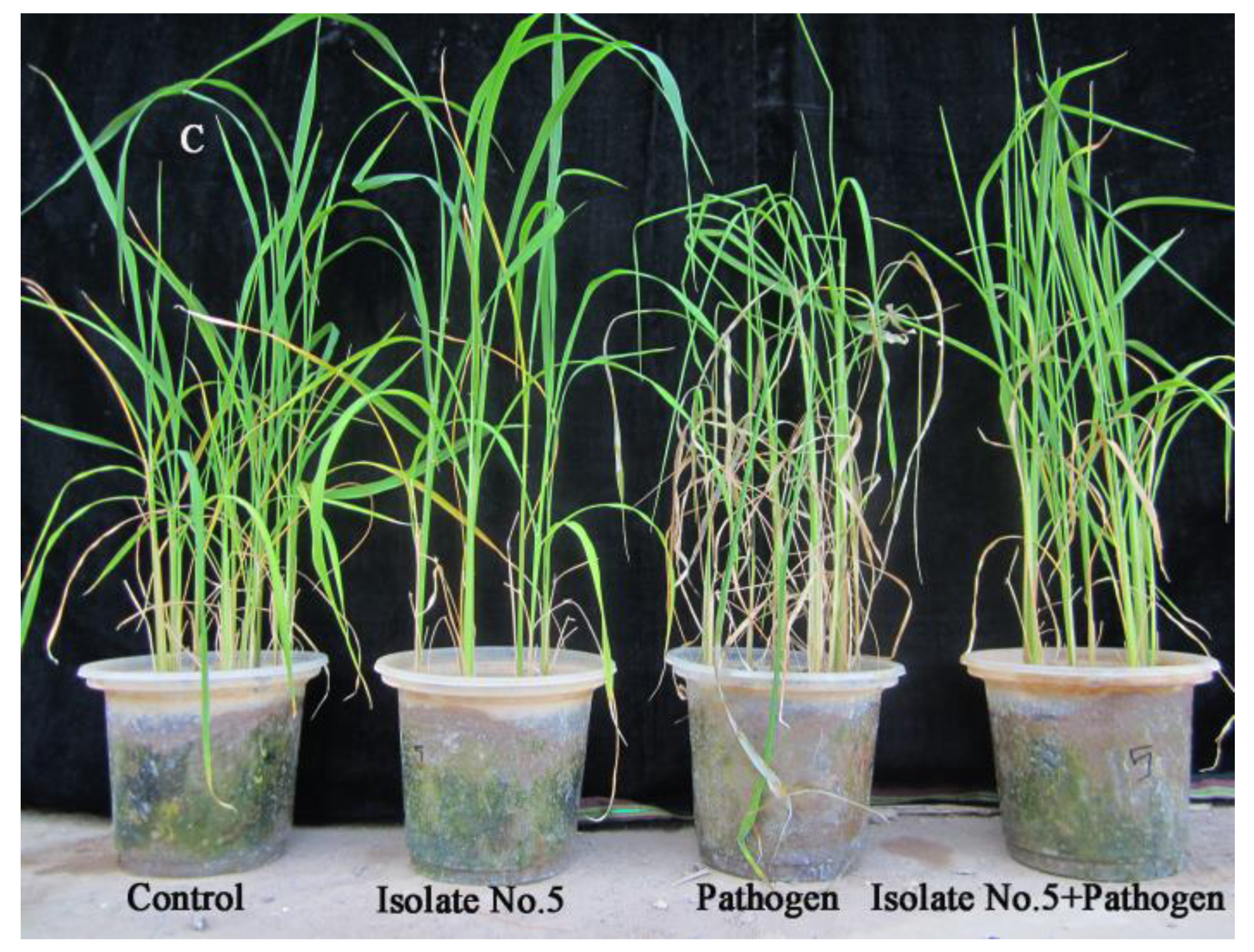 Agronomy 12 02292 g012b
