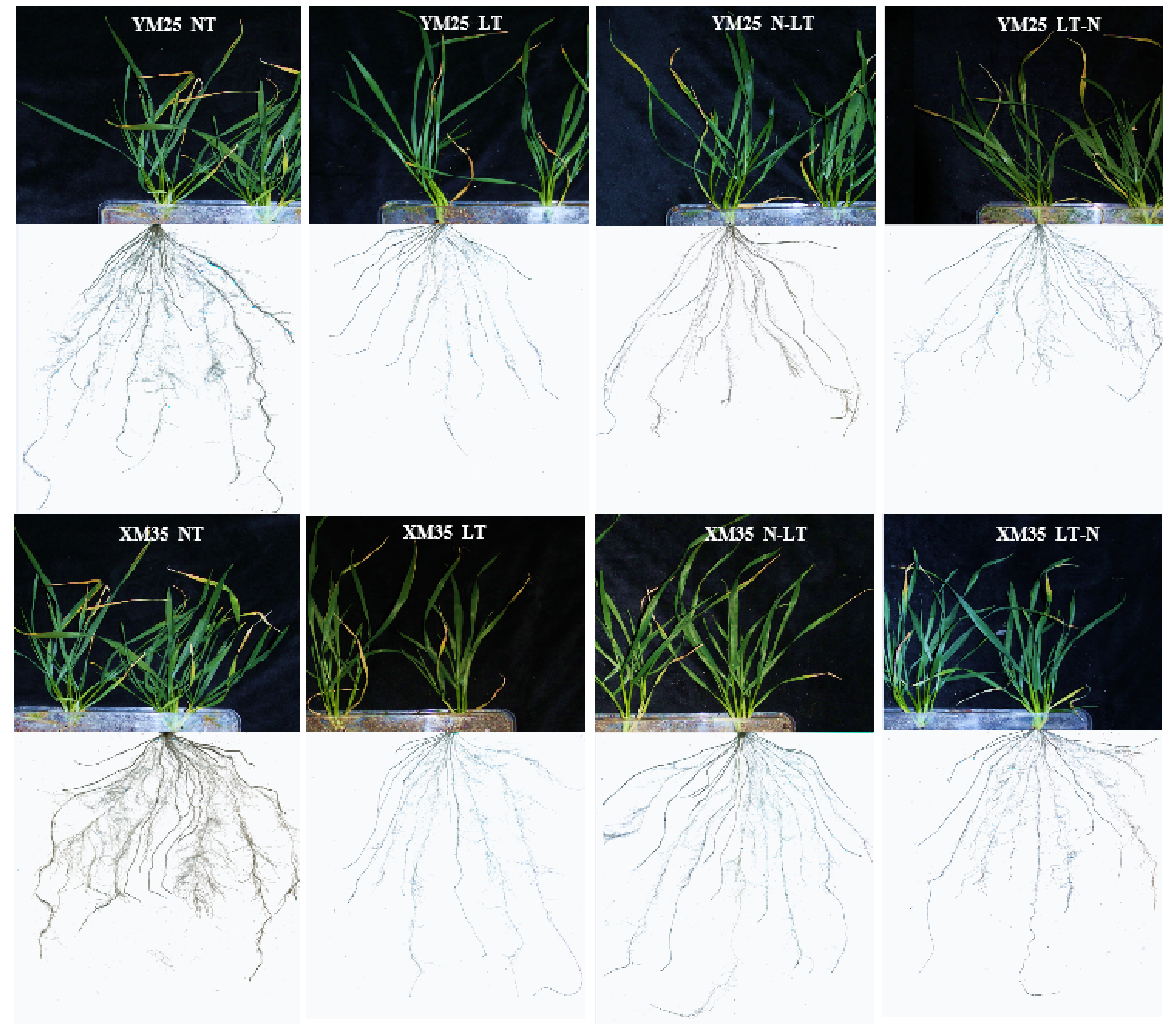 Agronomy 12 02338 g002
