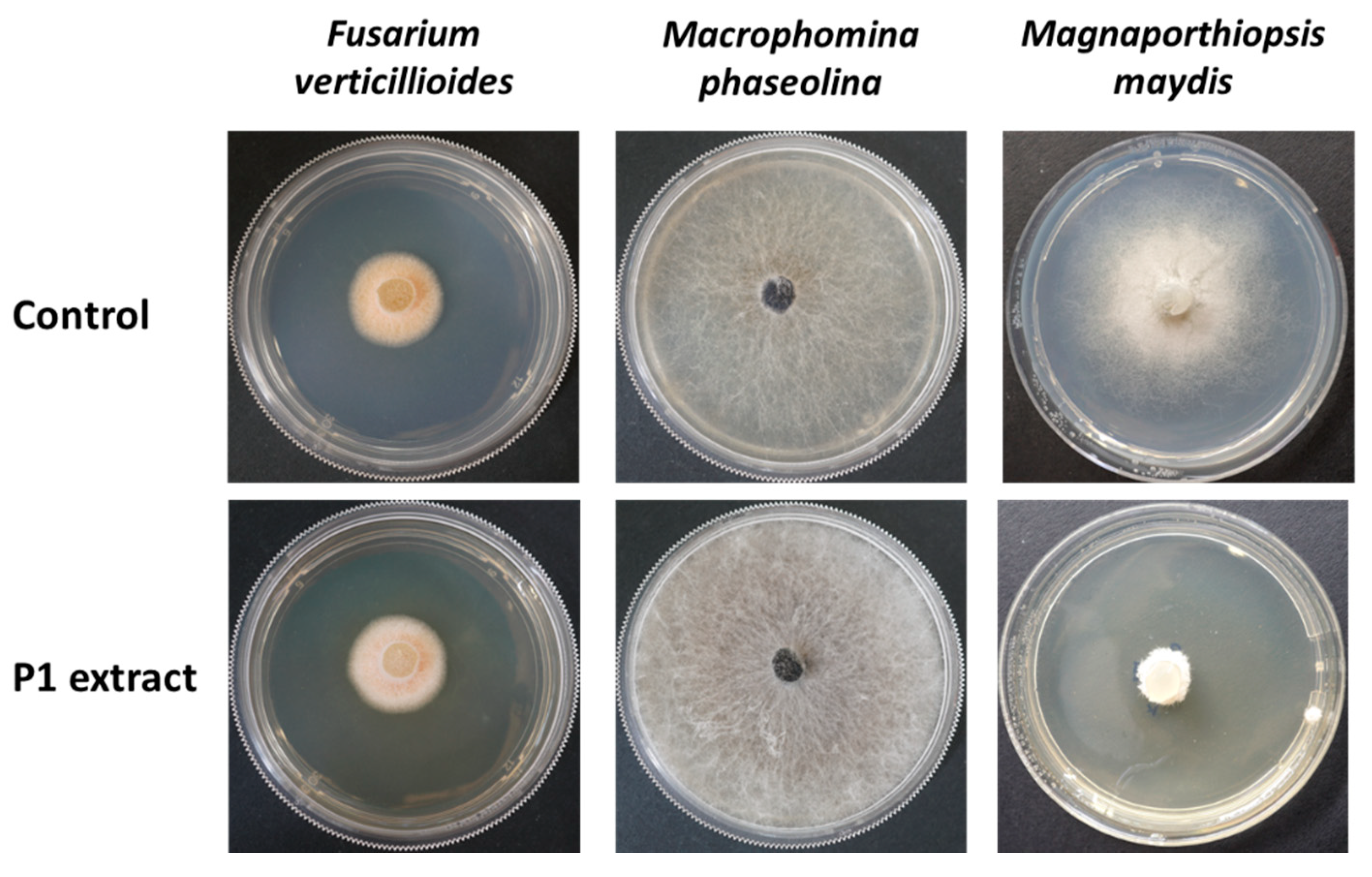 Agronomy 12 02339 g003