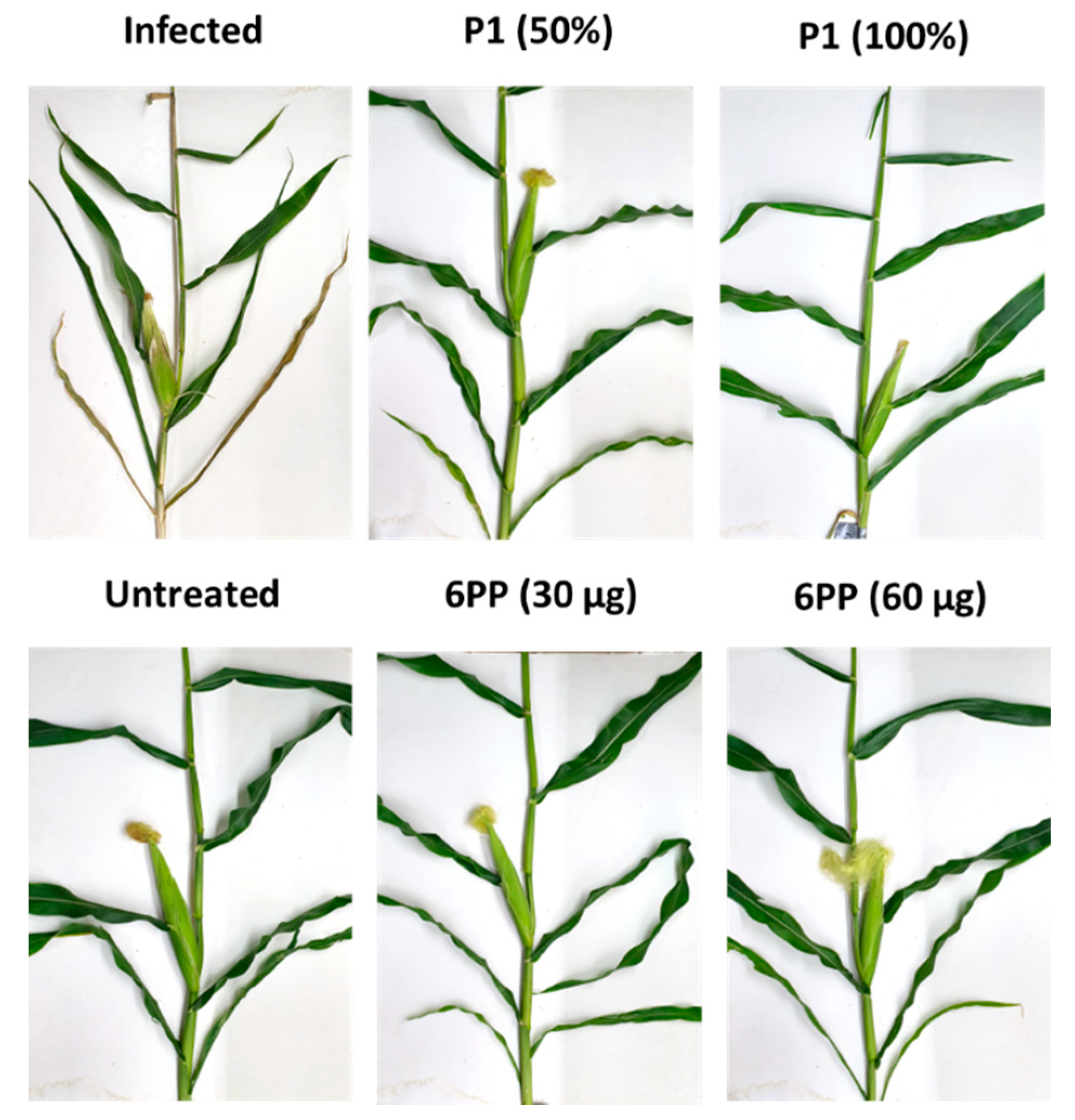 Agronomy 12 02339 g006