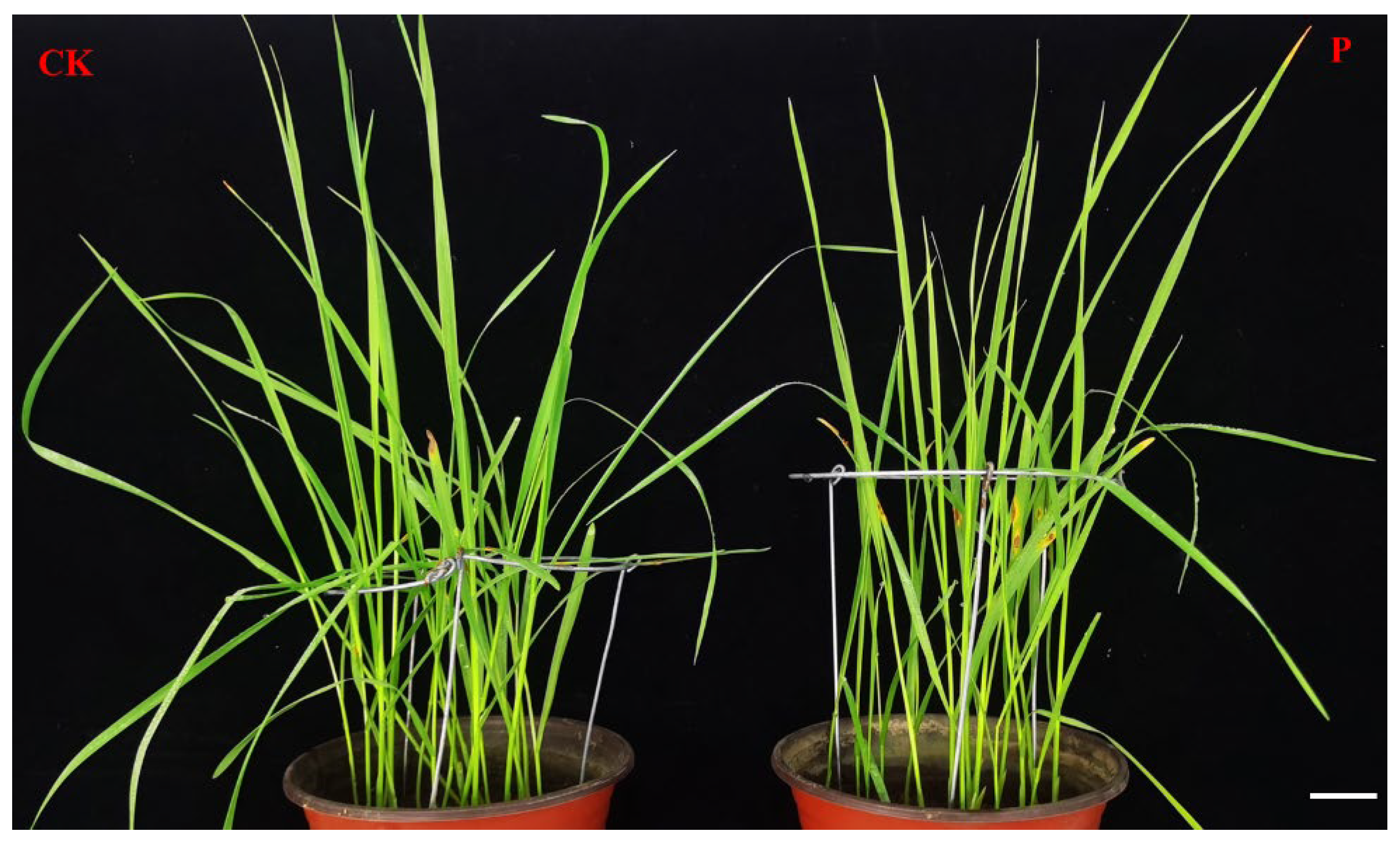 Agronomy 12 02353 g001