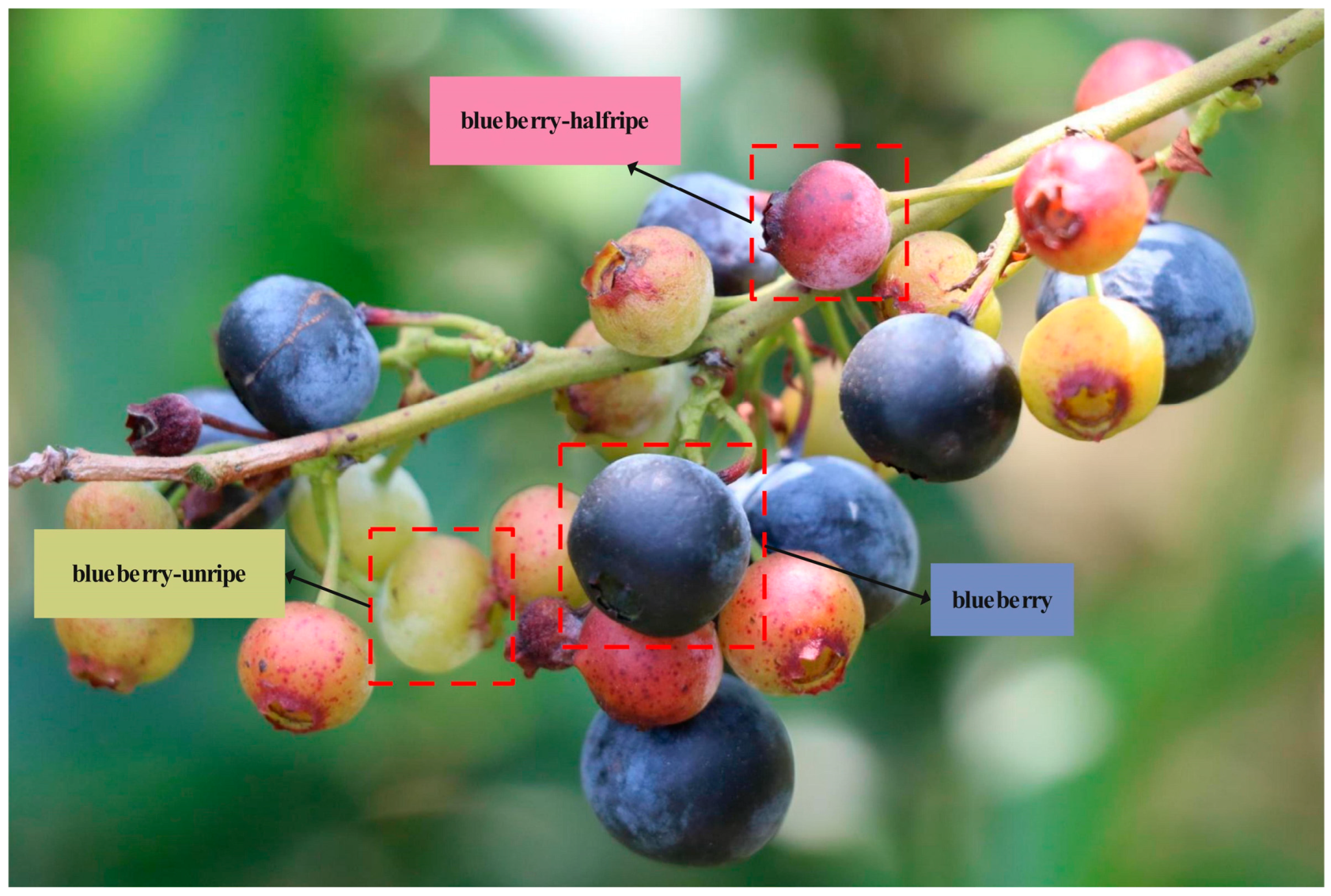 Agronomy 12 02354 g001