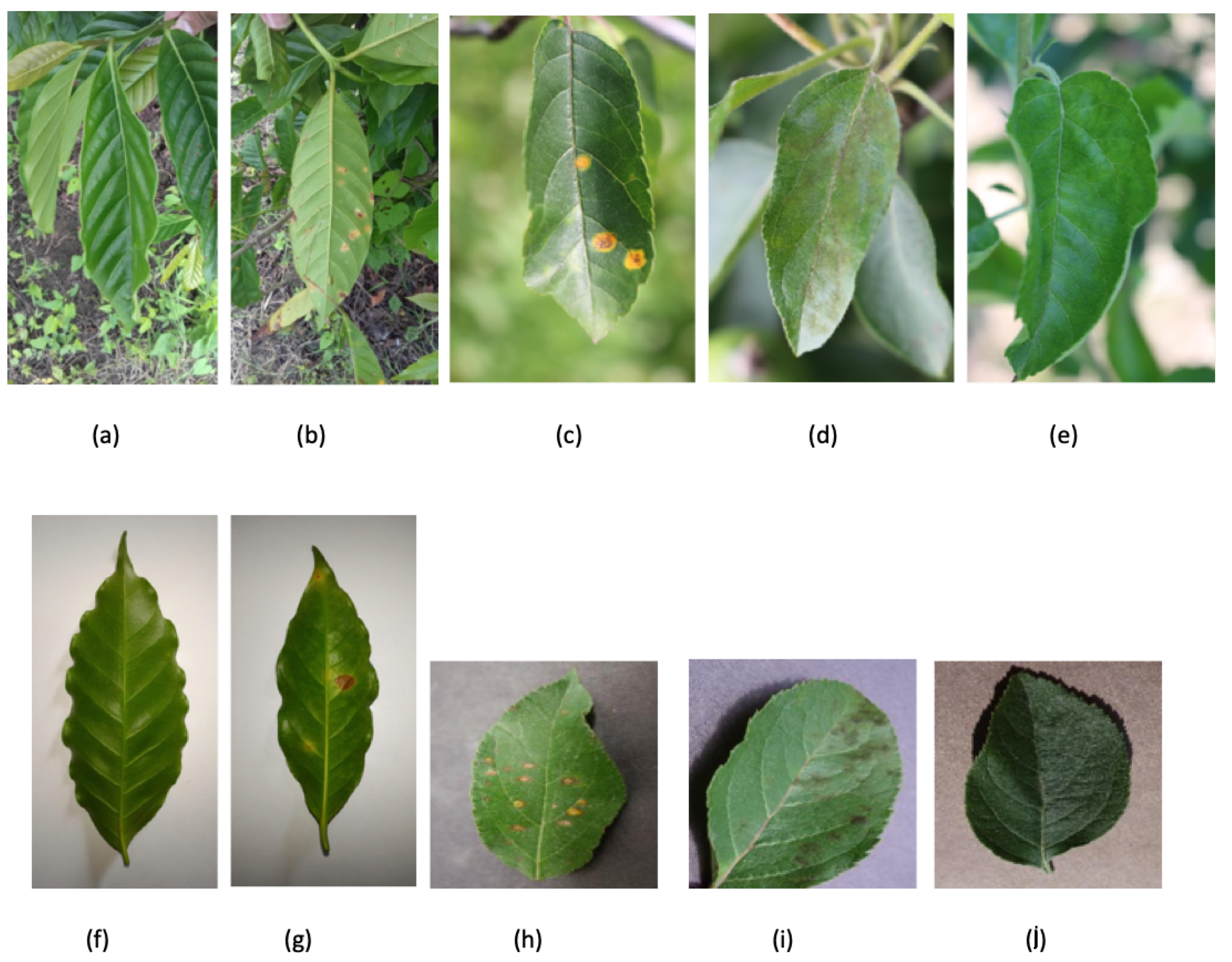 Agronomy 12 02359 g001