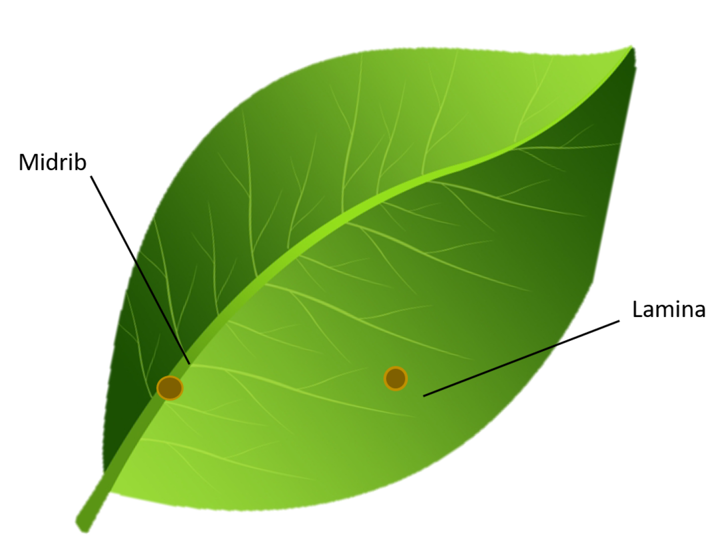 Agronomy 12 02359 g006