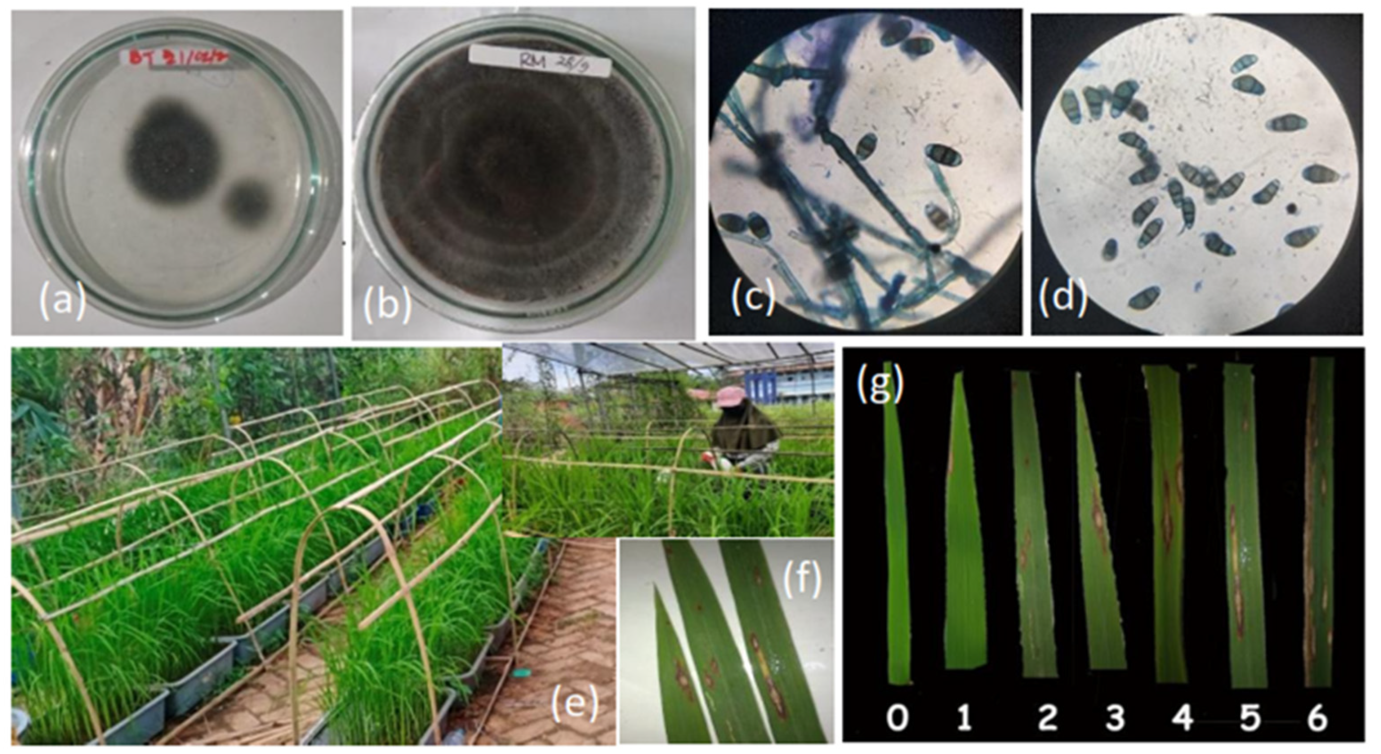 Agronomy 12 02373 g001