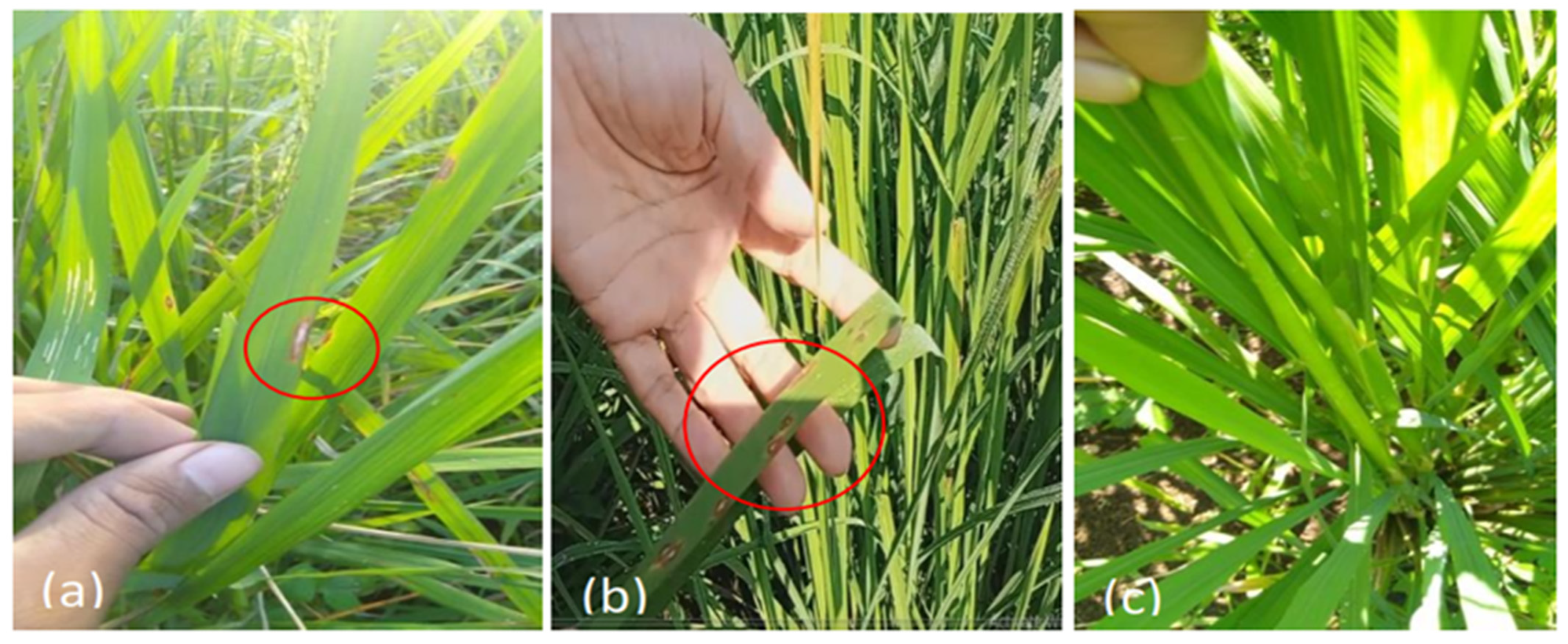 Agronomy 12 02373 g008