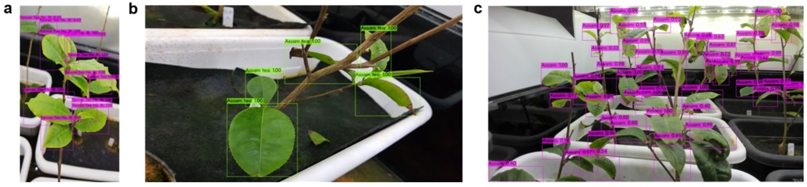 Agronomy 12 02384 g012