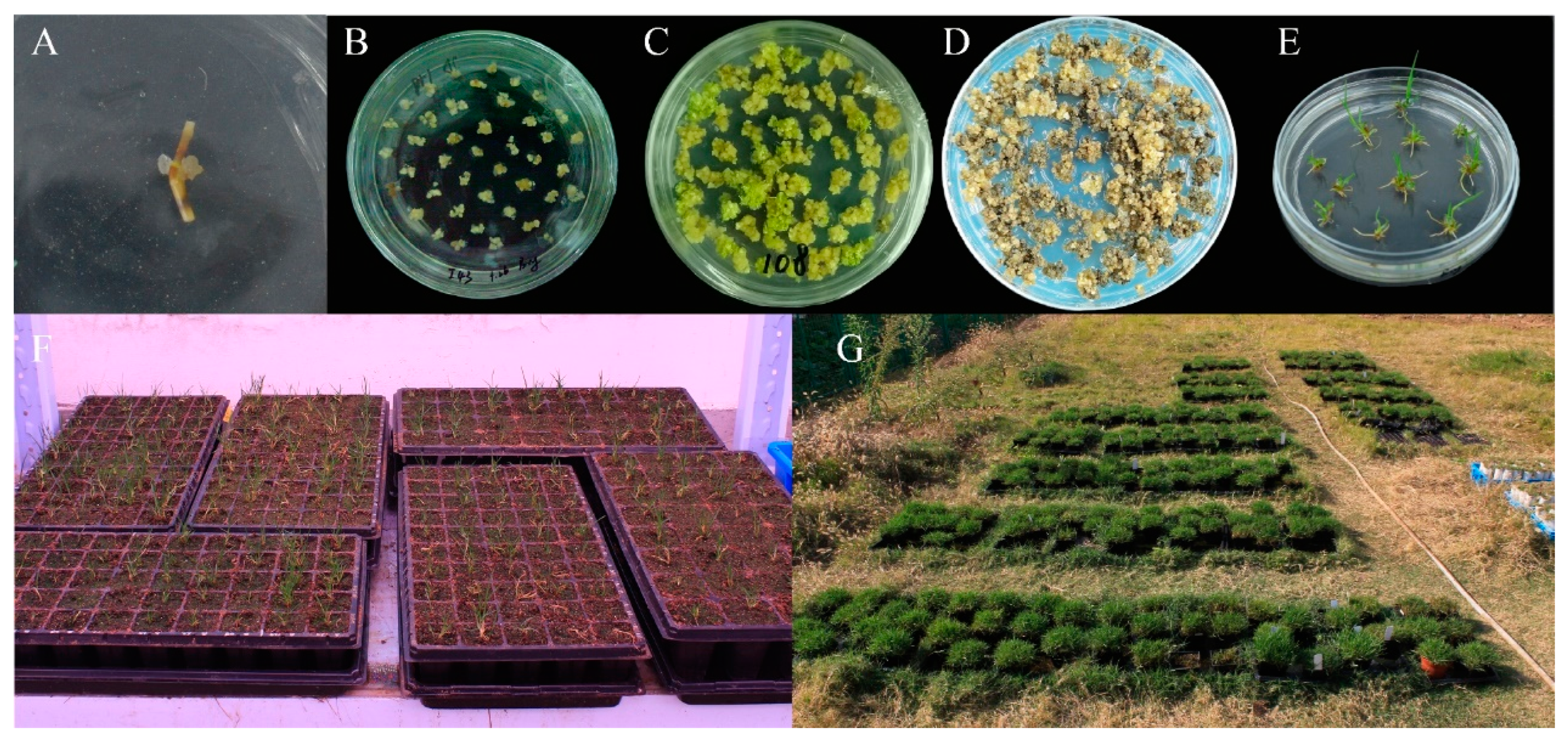 Agronomy 12 02408 g001