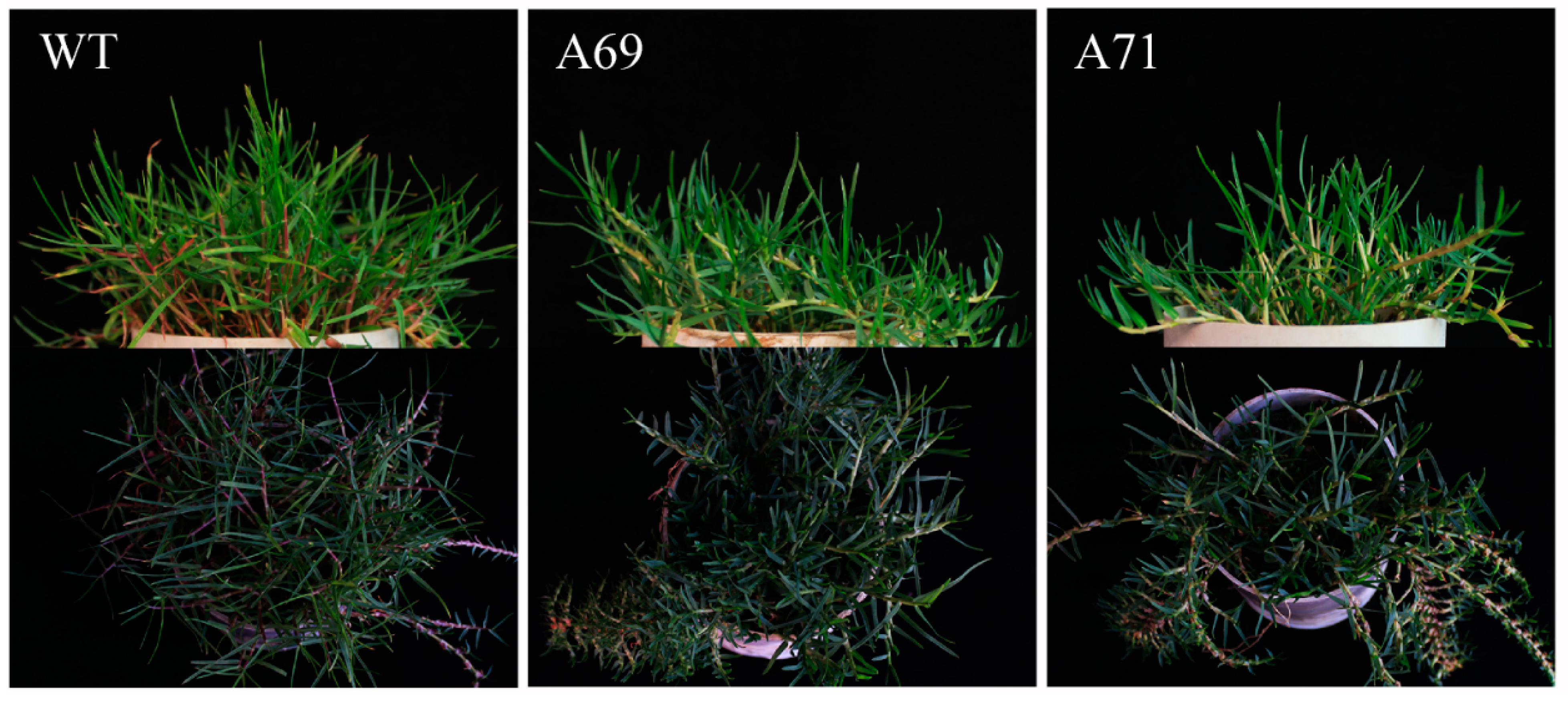 Agronomy 12 02408 g003
