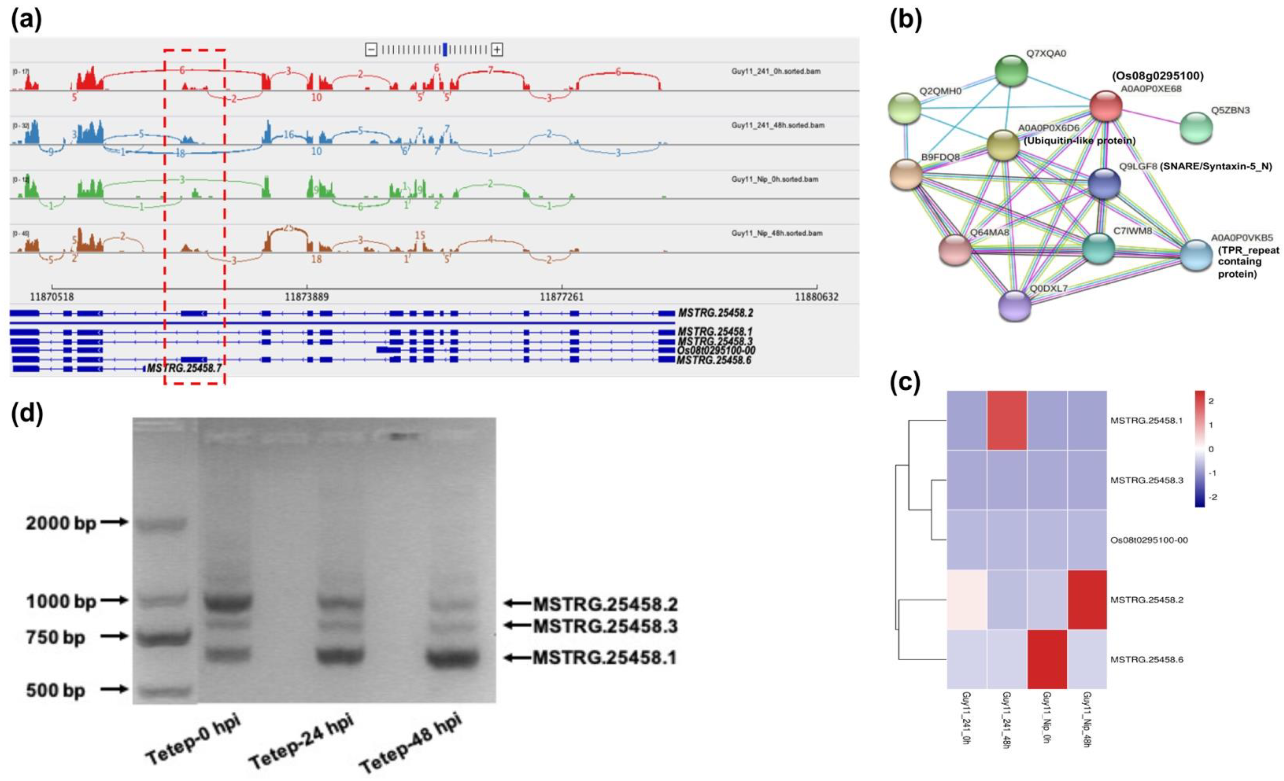 Agronomy 12 02414 g004 Agronomy 12 02414 g004