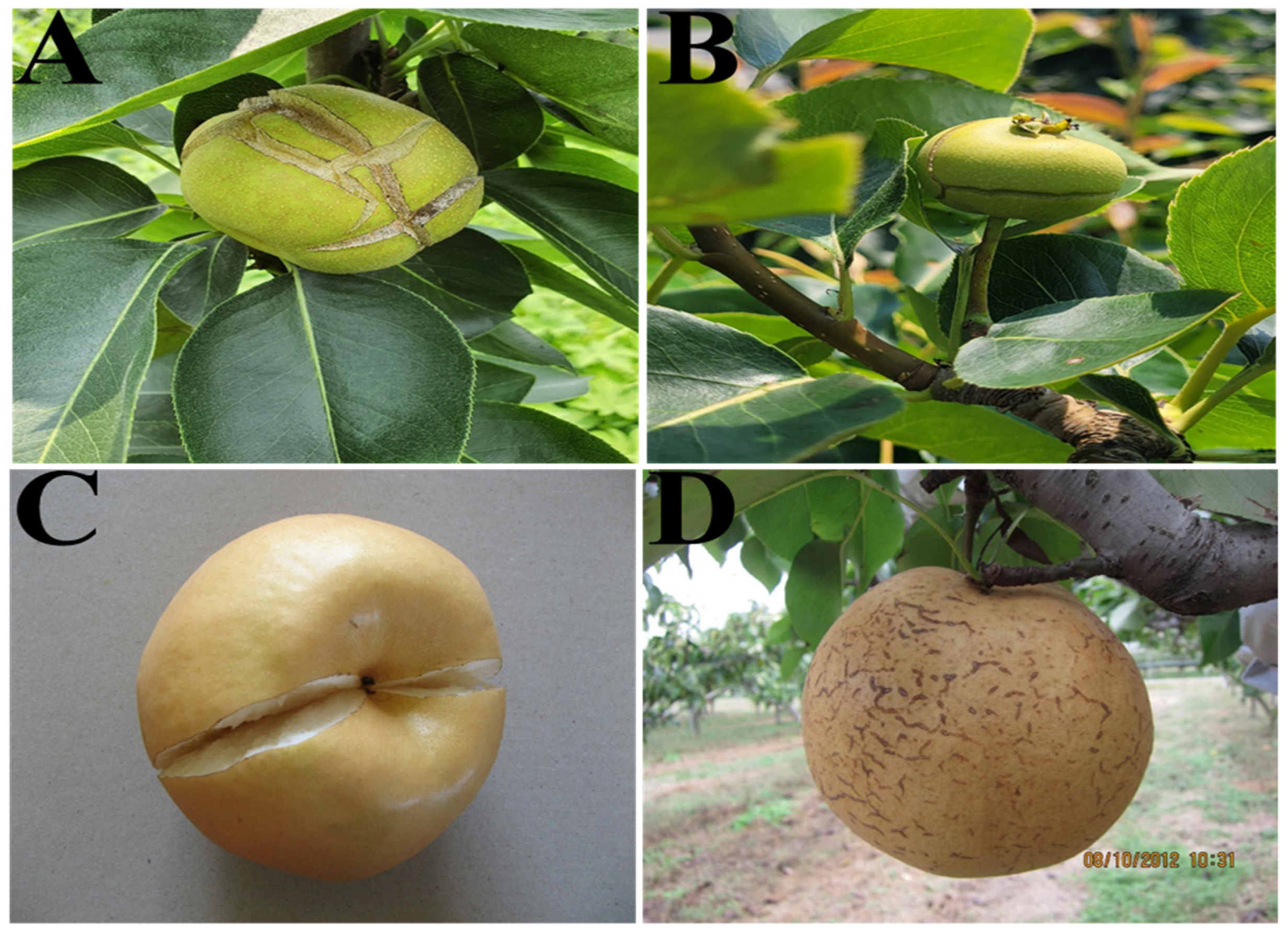 Agronomy 12 02437 g001 Agronomy 12 02437 g001