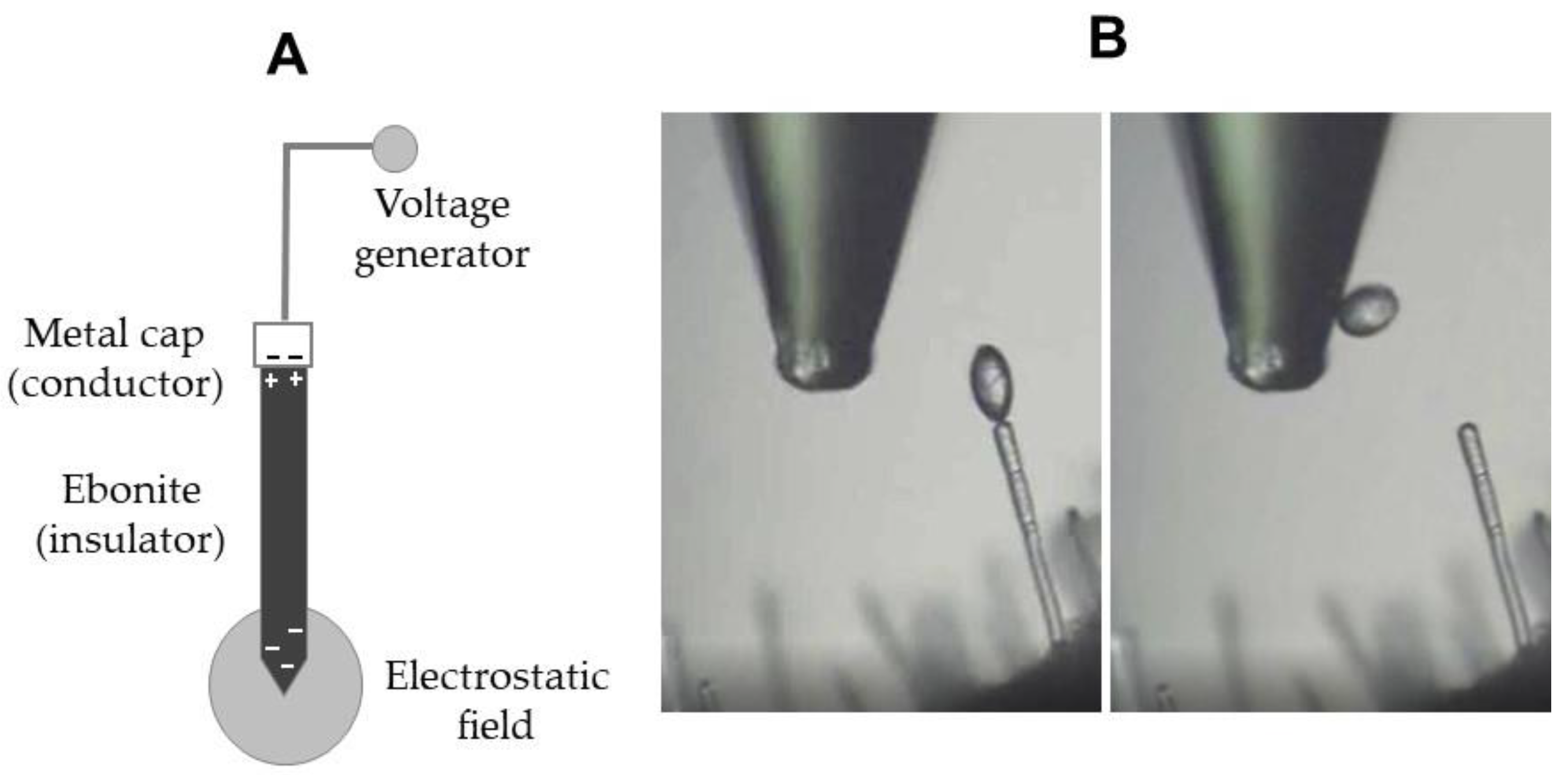 Agronomy 12 02443 g002 Agronomy 12 02443 g002