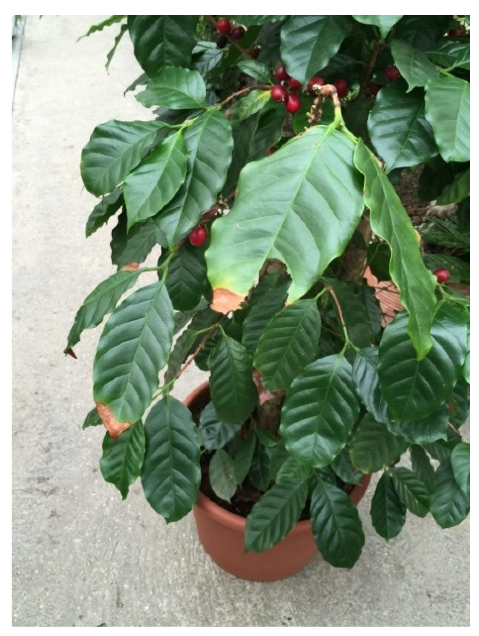 Agronomy 12 02475 g002