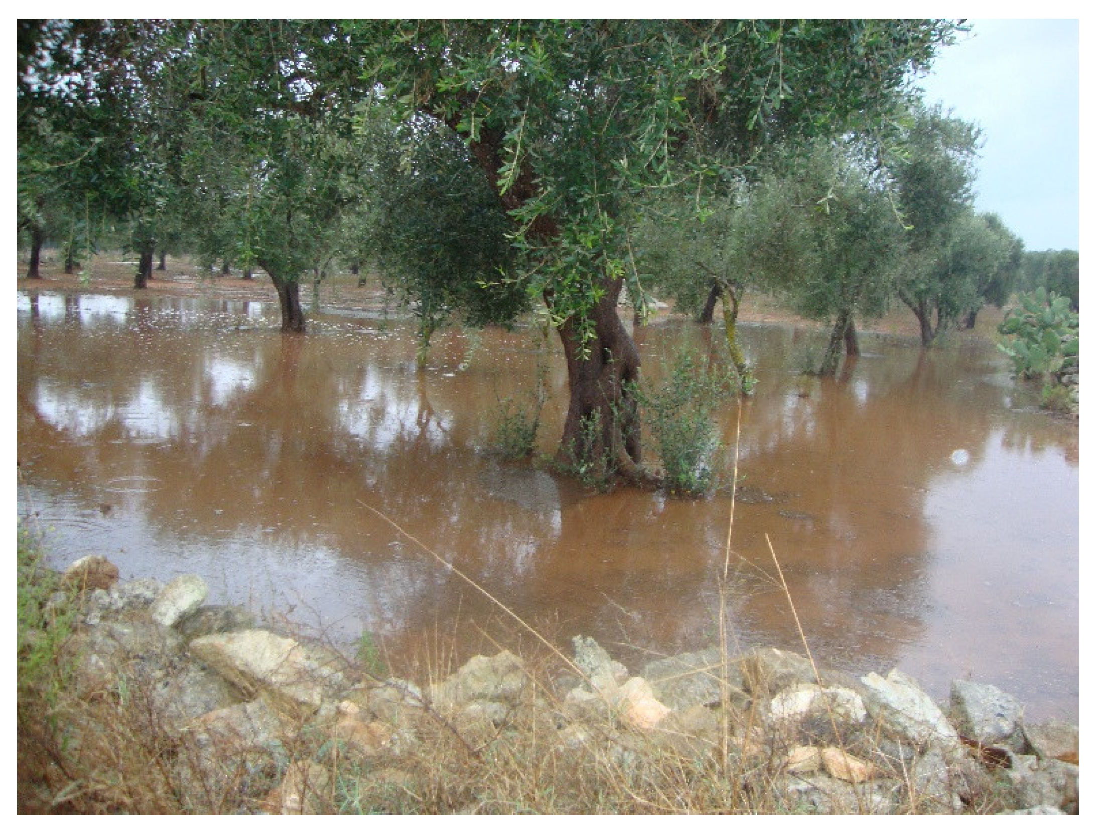 Agronomy 12 02475 g005