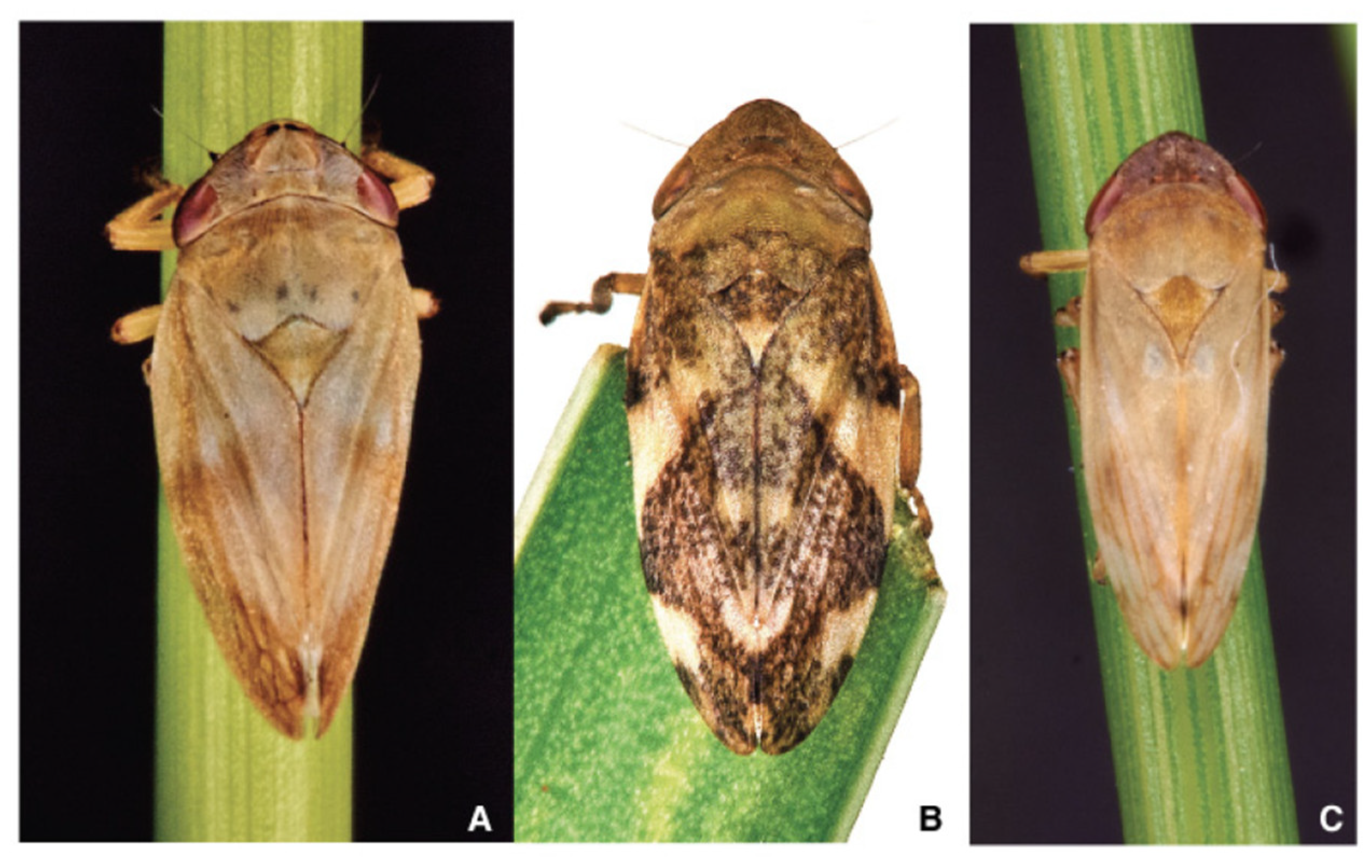 Agronomy 12 02475 g006