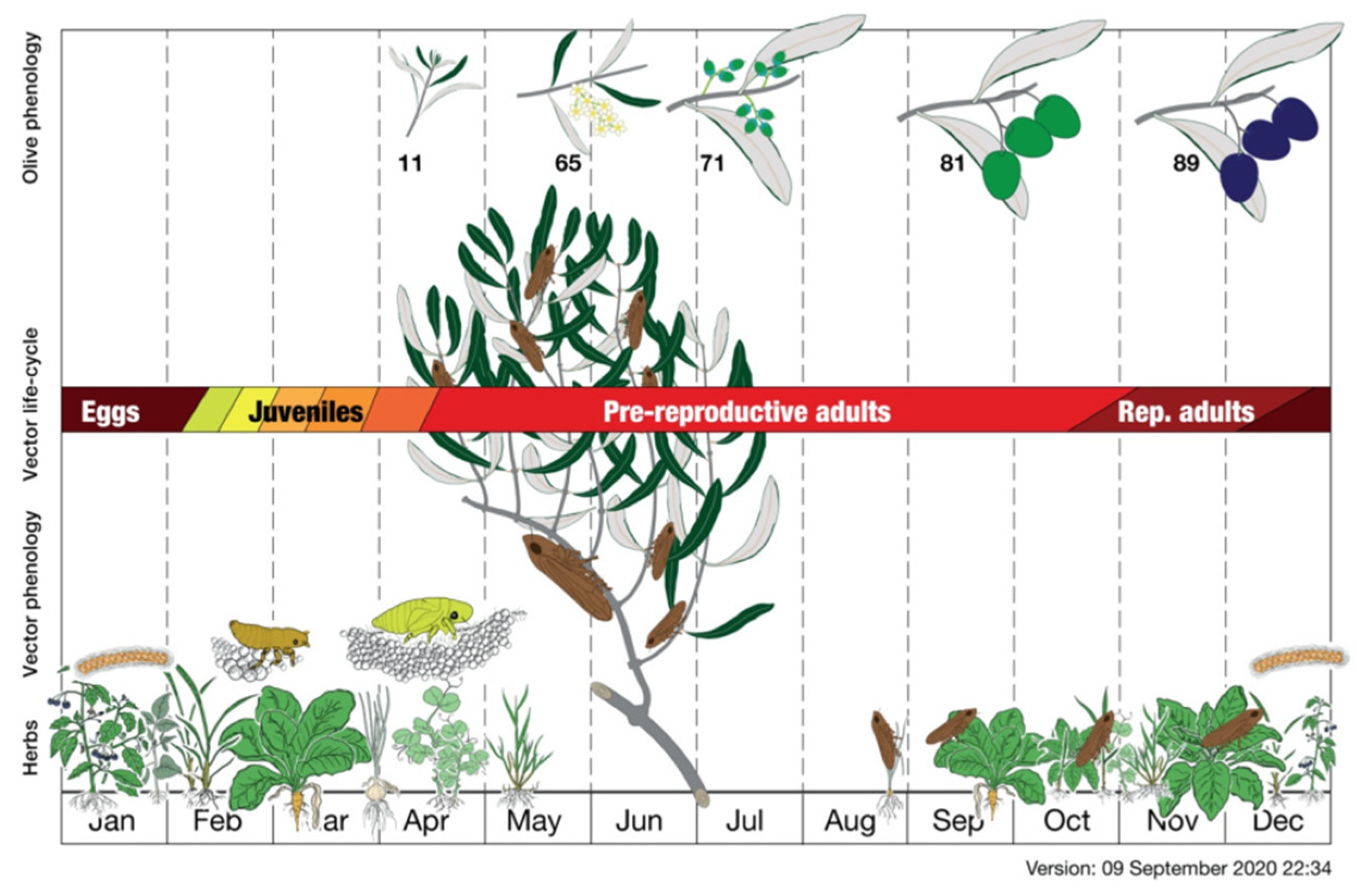 Agronomy 12 02475 g007