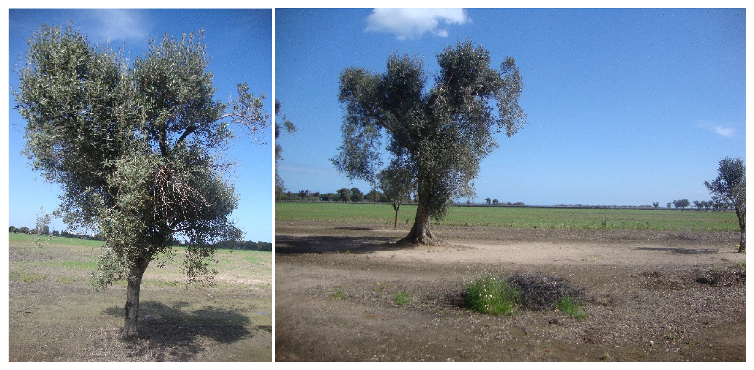 Agronomy 12 02475 g008