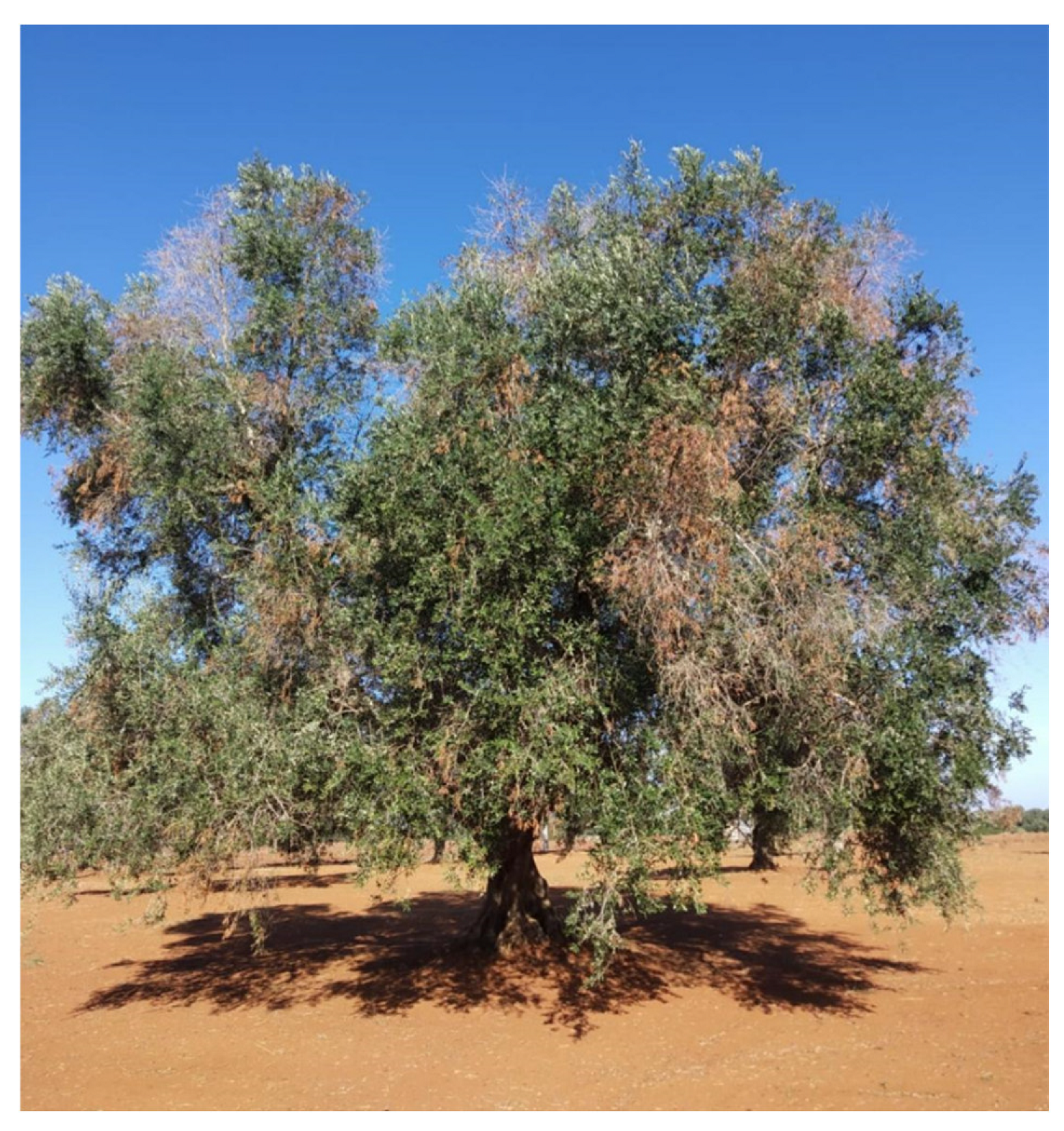 Agronomy 12 02475 g009