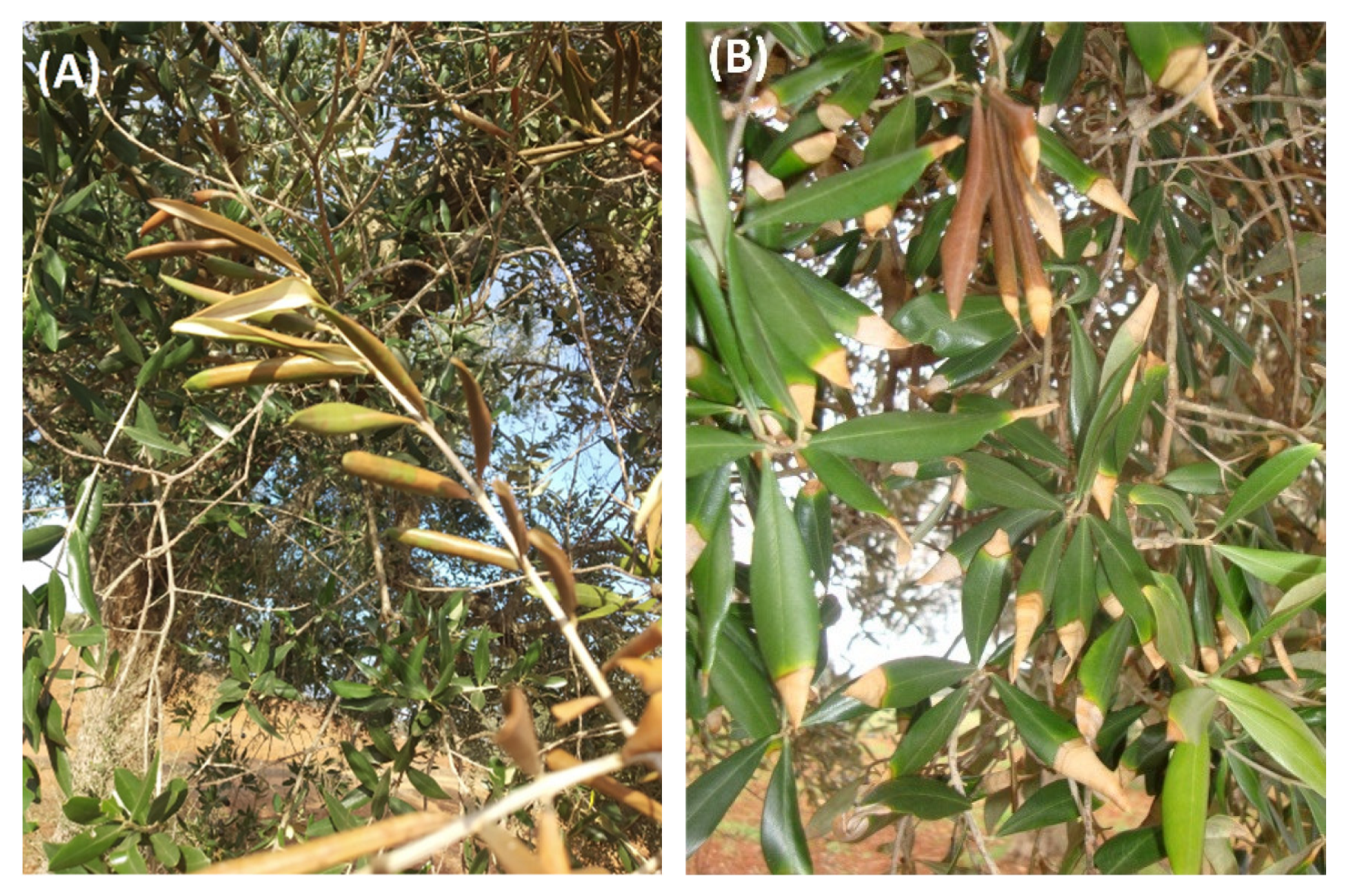 Agronomy 12 02475 g010