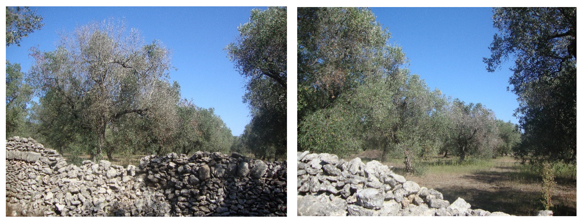 Agronomy 12 02475 g011