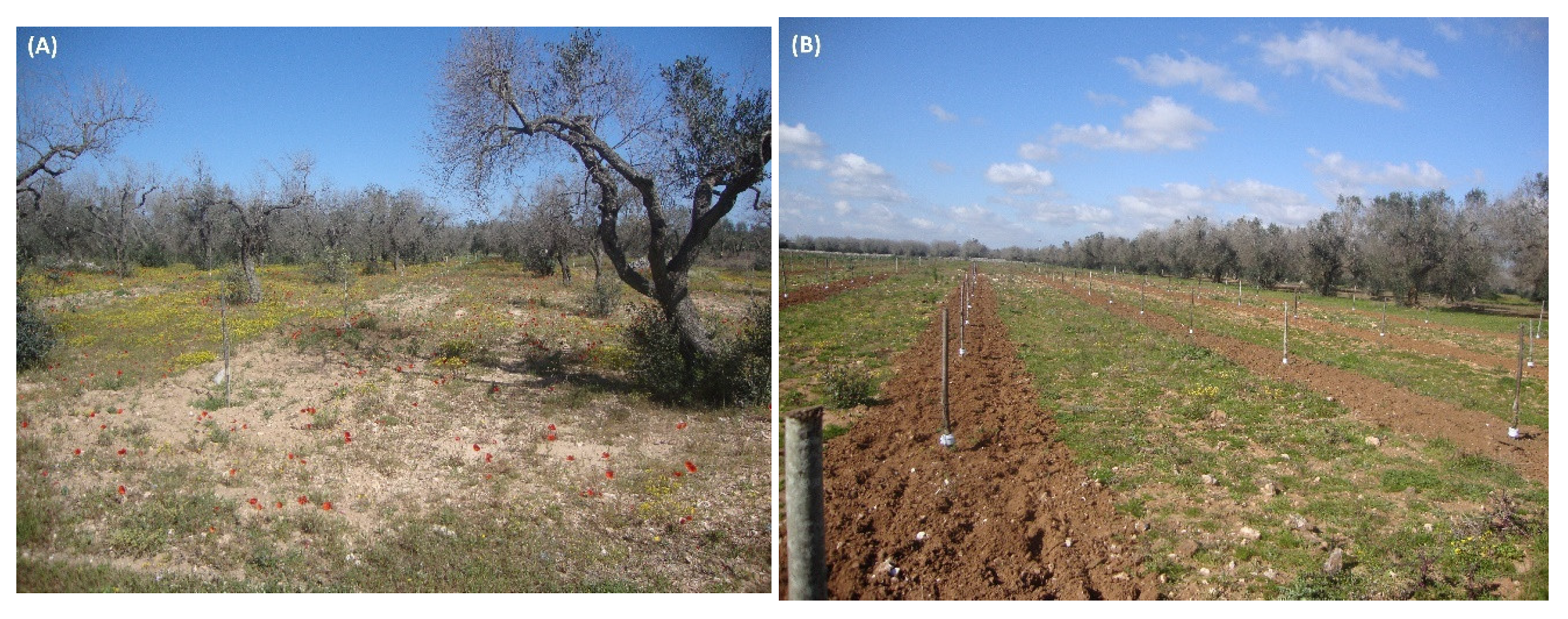 Agronomy 12 02475 g012