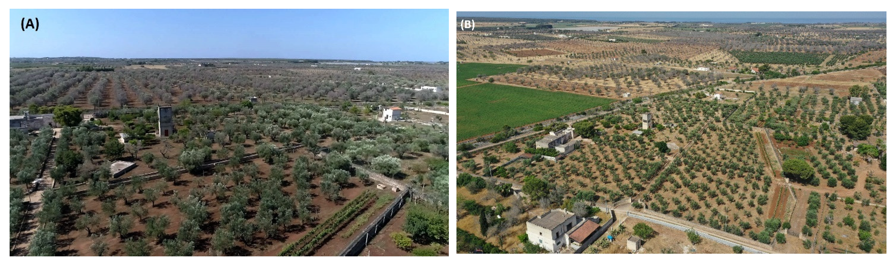 Agronomy 12 02475 g015