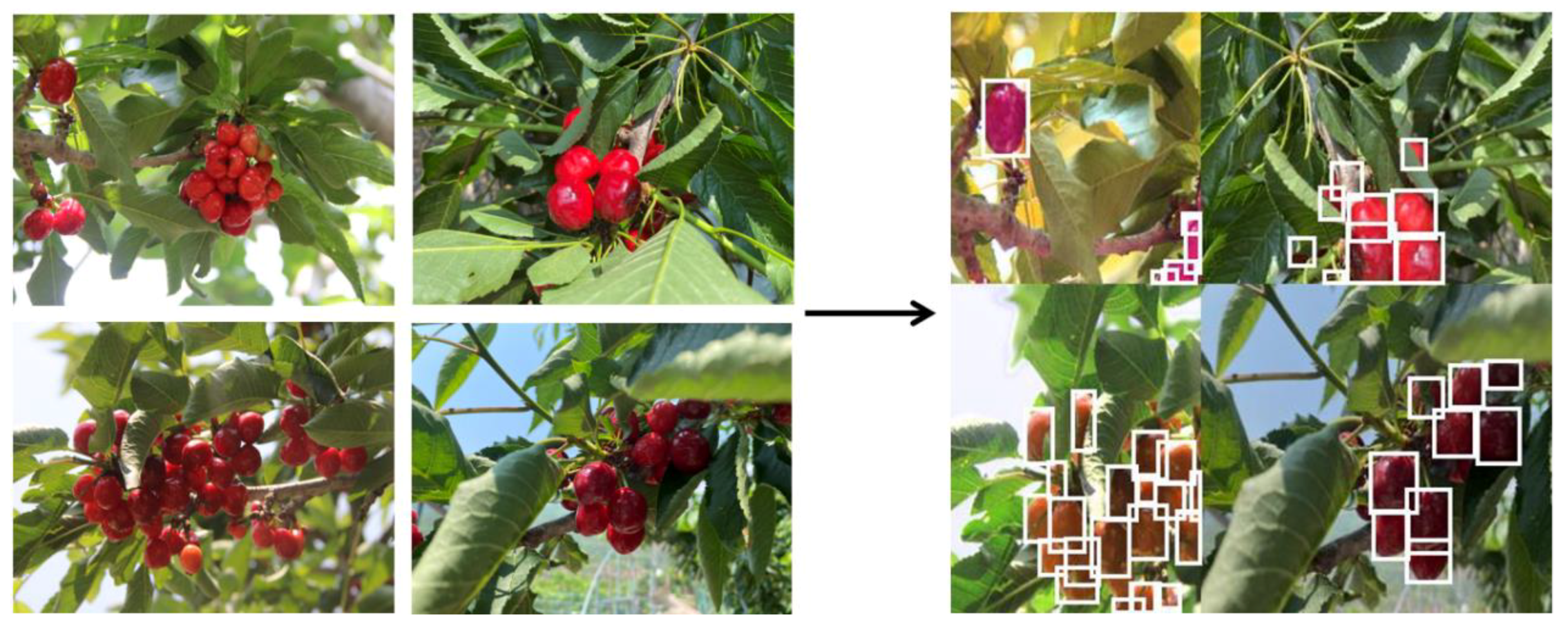 Agronomy 12 02482 g004