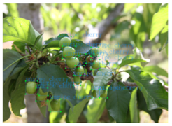 Agronomy 12 02482 i001