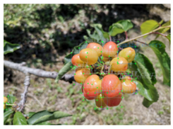 Agronomy 12 02482 i002