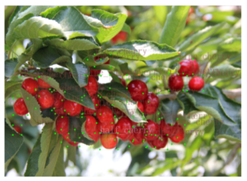 Agronomy 12 02482 i003