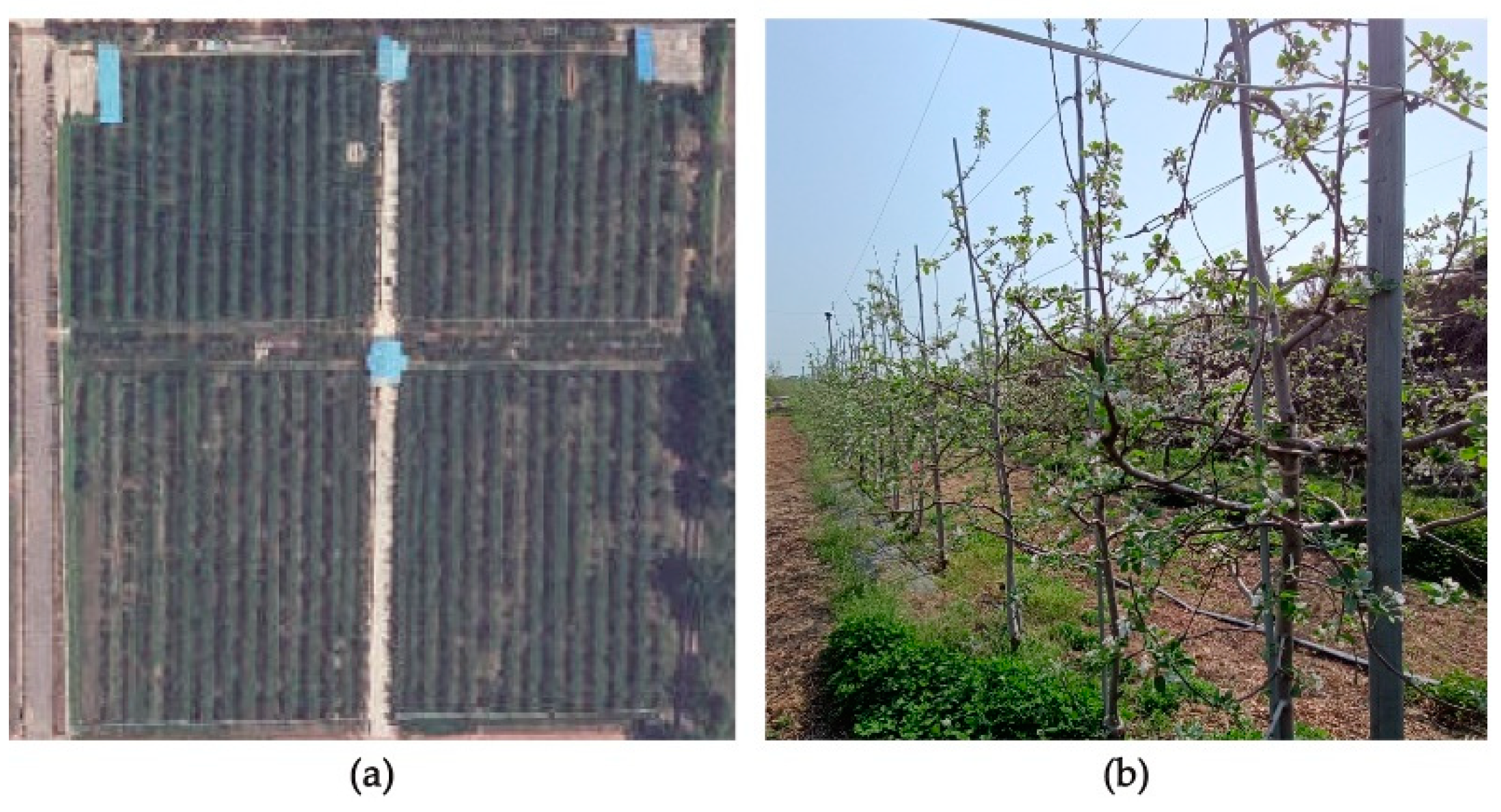 Agronomy 12 02483 g002