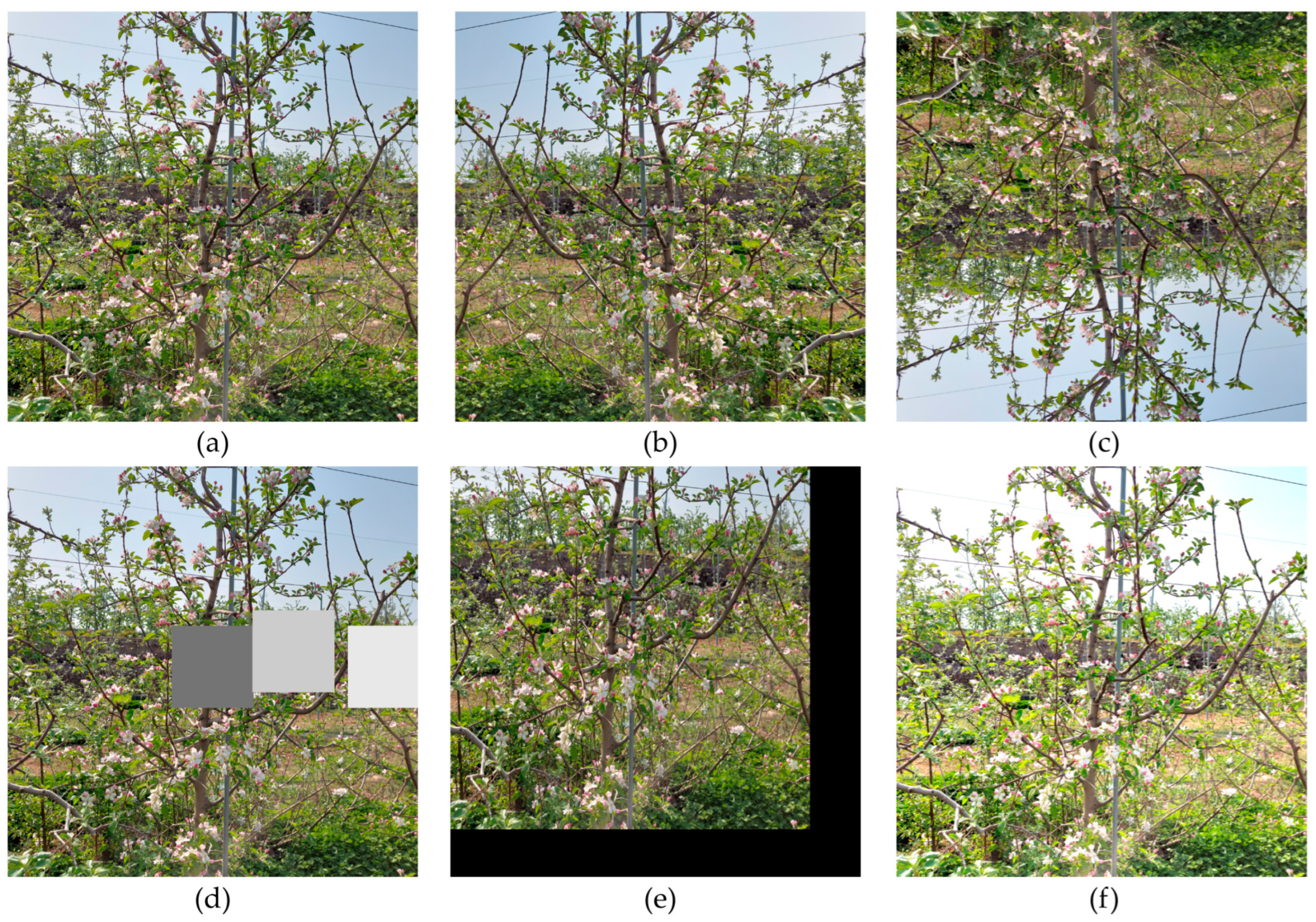 Agronomy 12 02483 g004