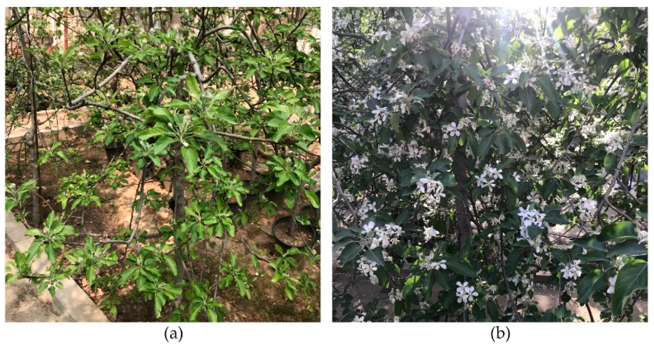 Agronomy 12 02483 g005