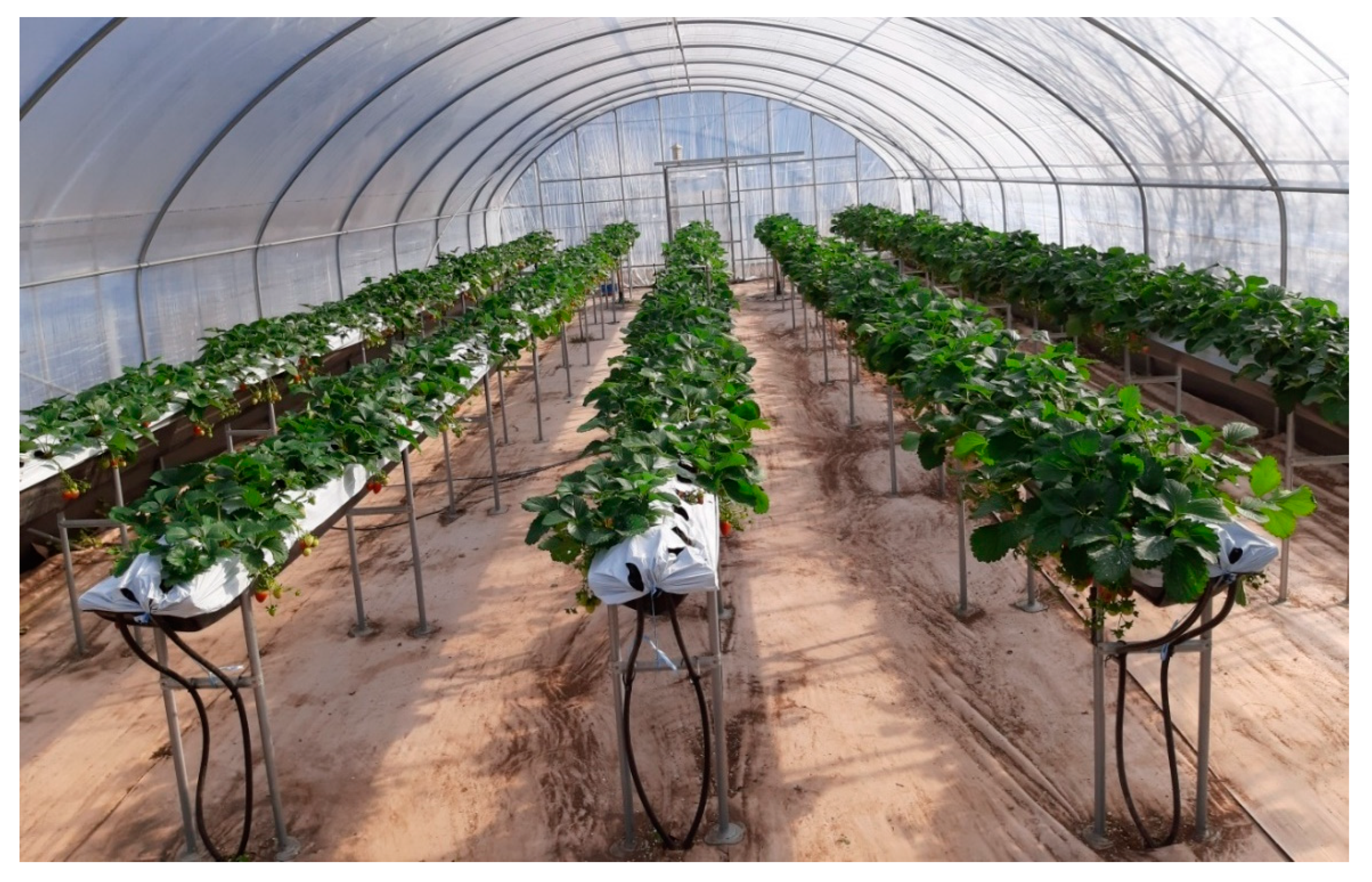 Agronomy 12 02487 g001