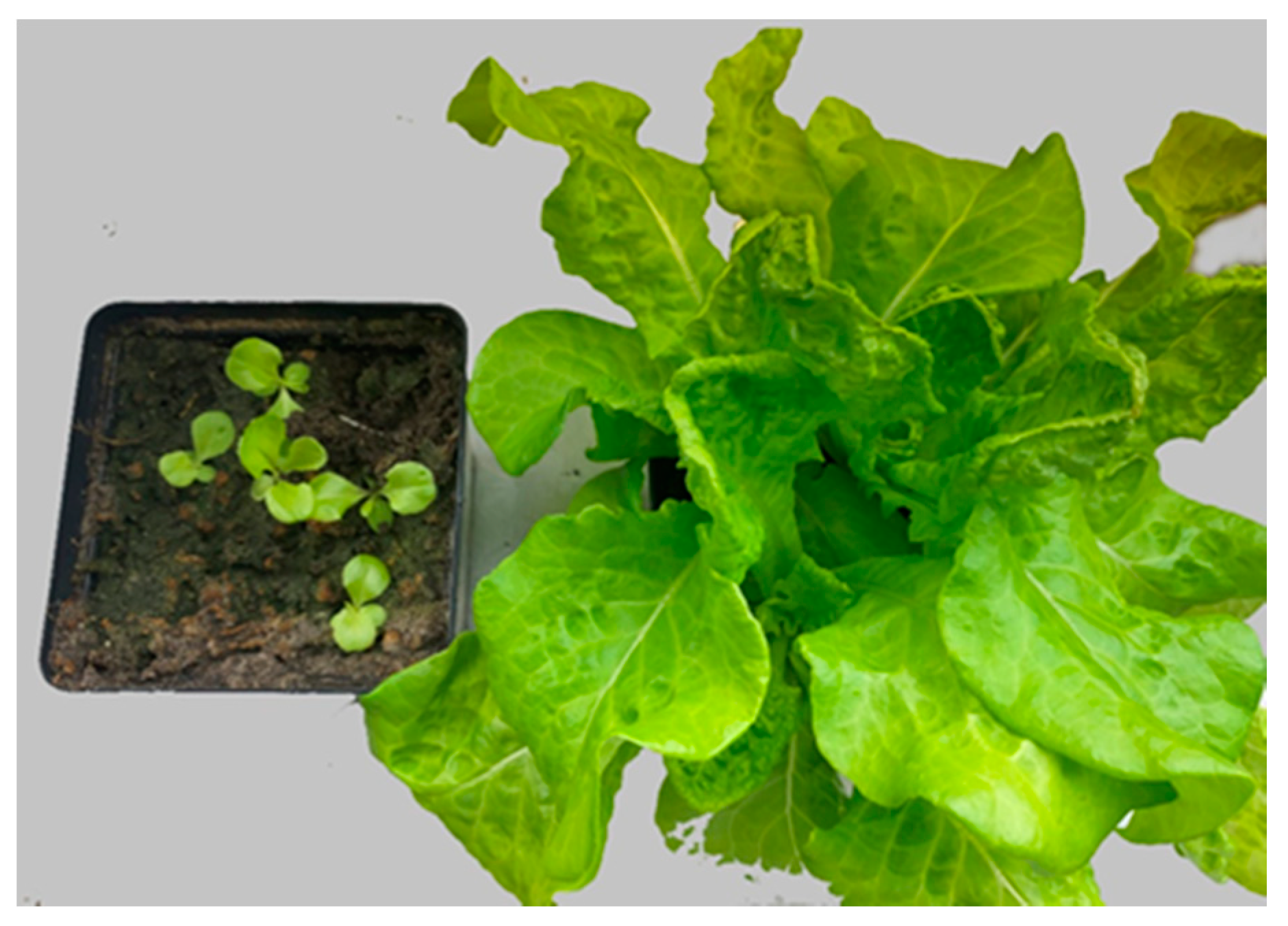 Agronomy 12 02552 g002