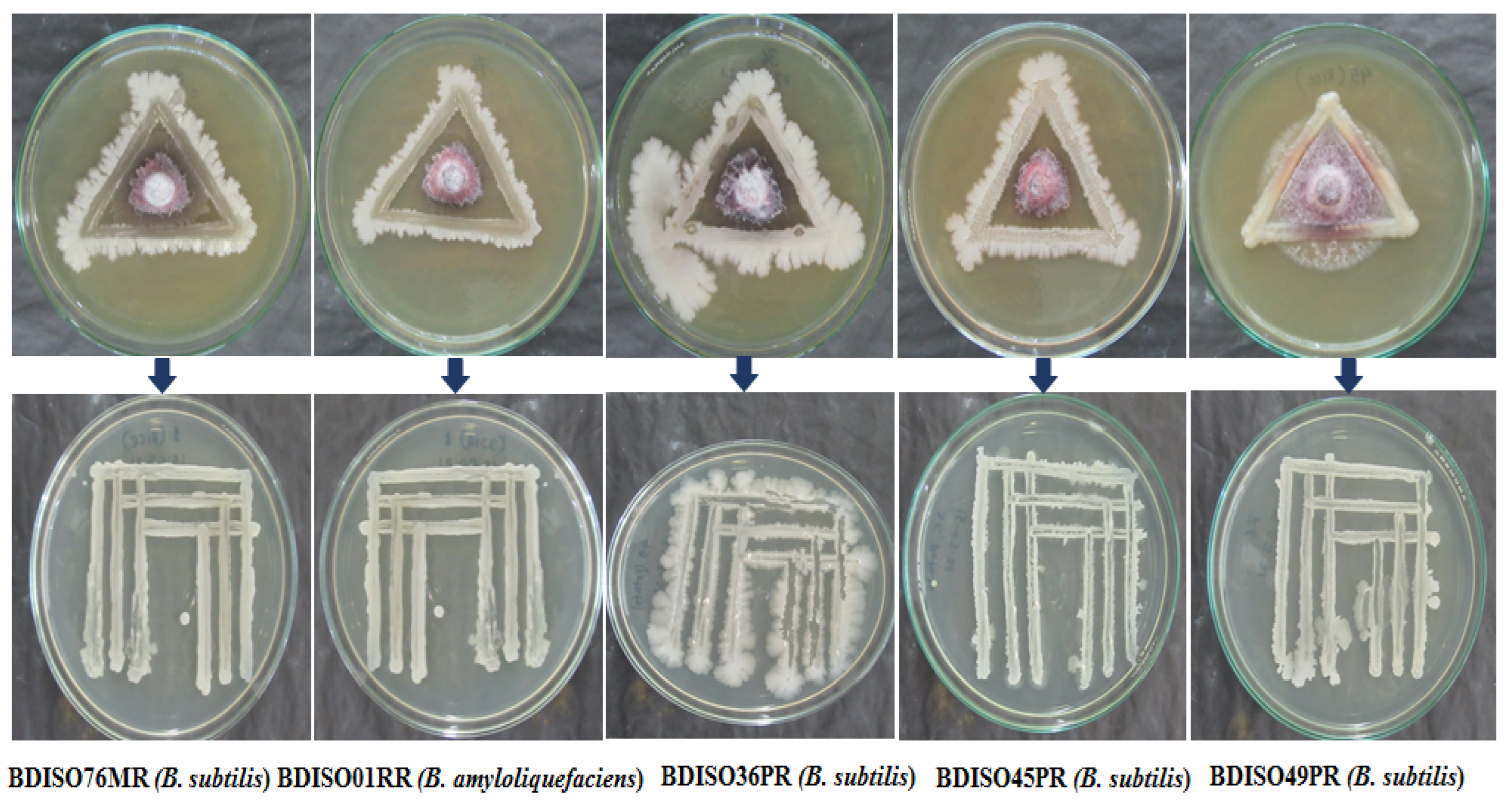 Agronomy 12 02608 g001