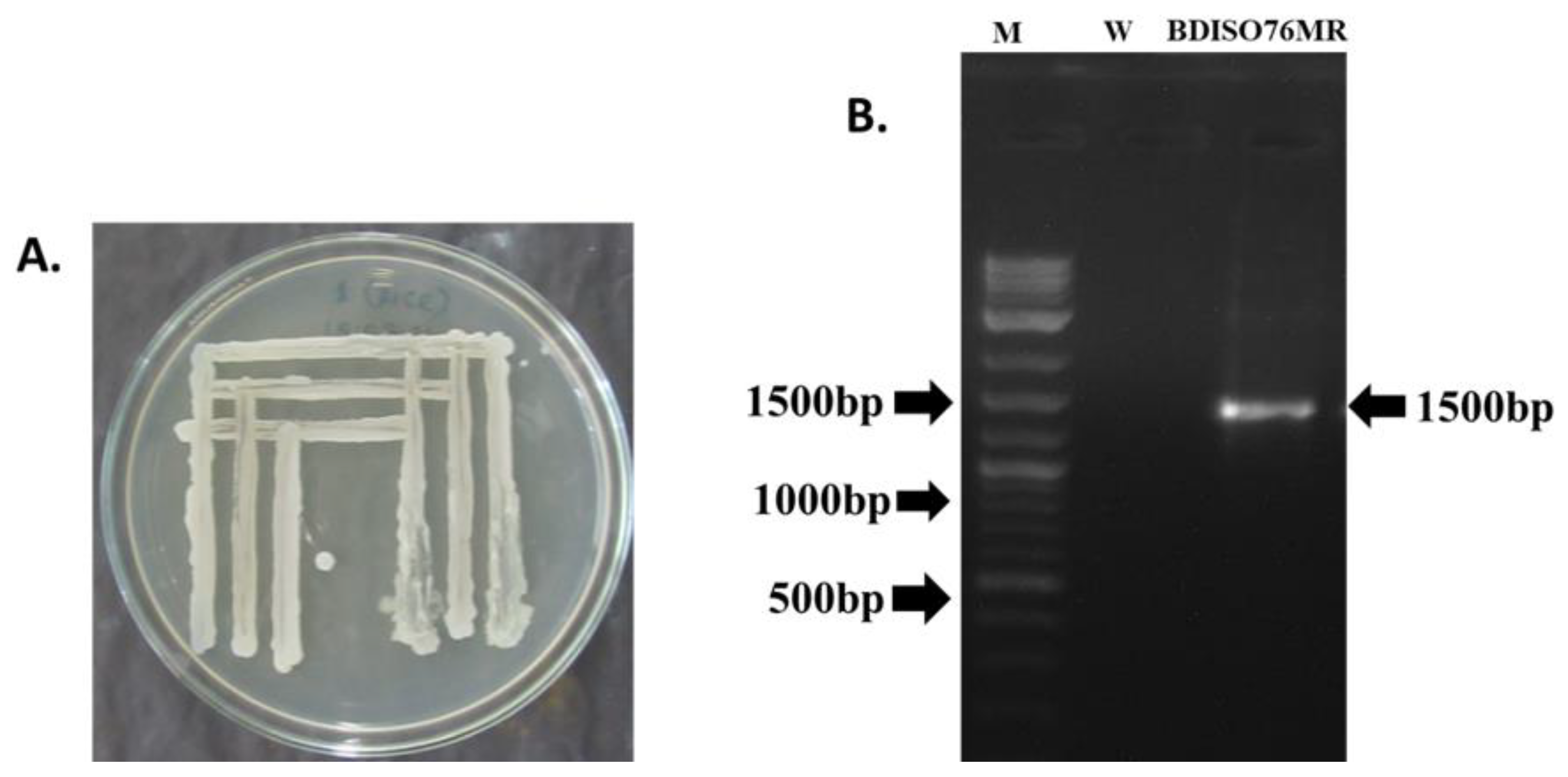 Agronomy 12 02608 g002