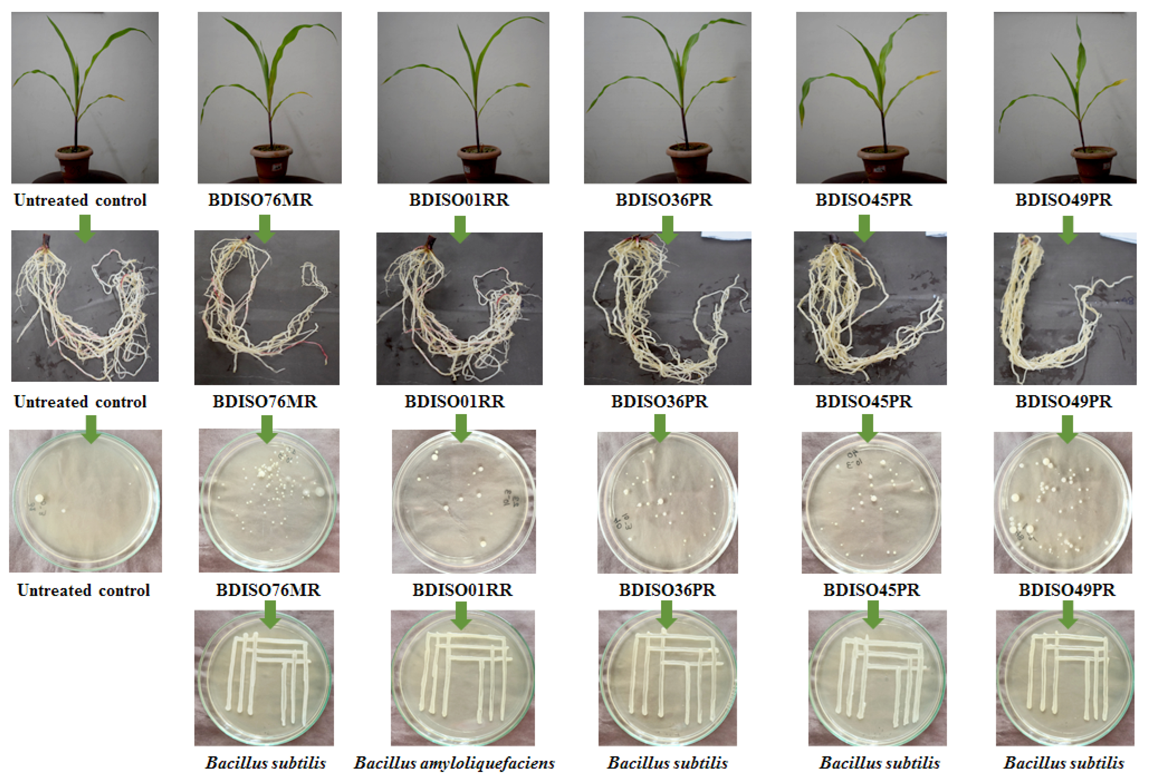 Agronomy 12 02608 g004