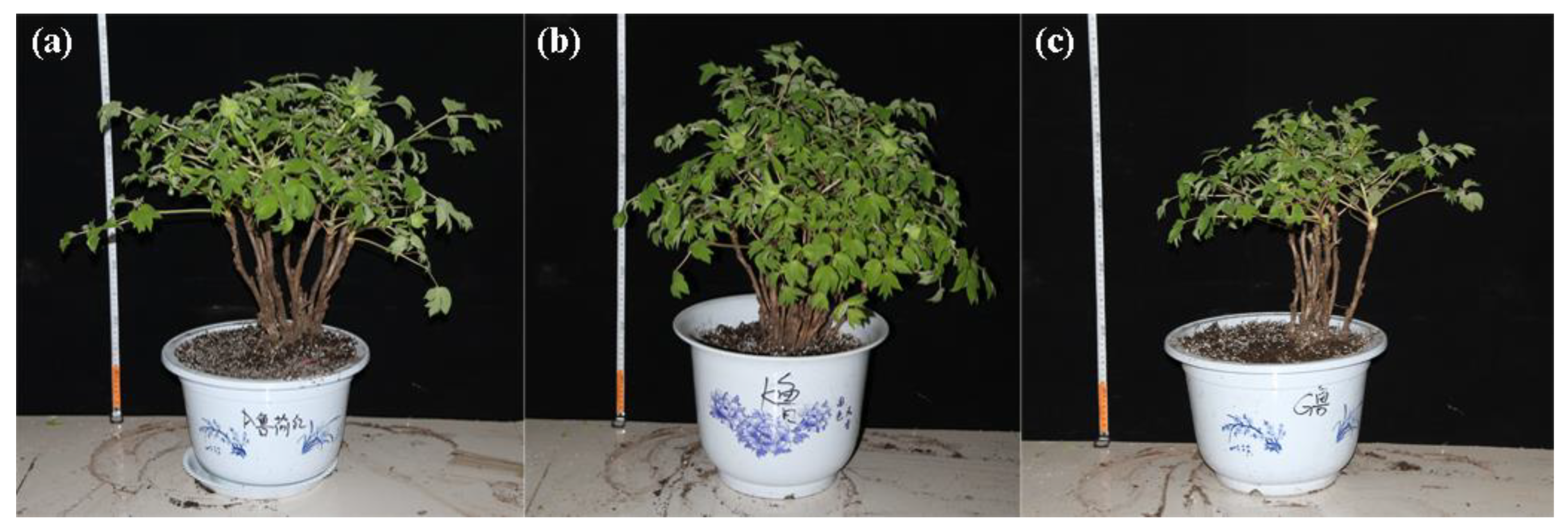 Agronomy 12 02628 g001