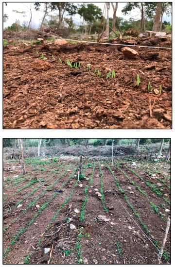 Agronomy 12 02634 g0a11