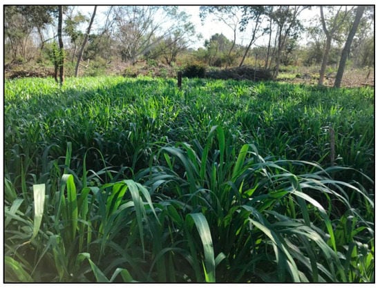 Agronomy 12 02634 g0a12