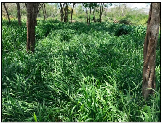 Agronomy 12 02634 g0a13